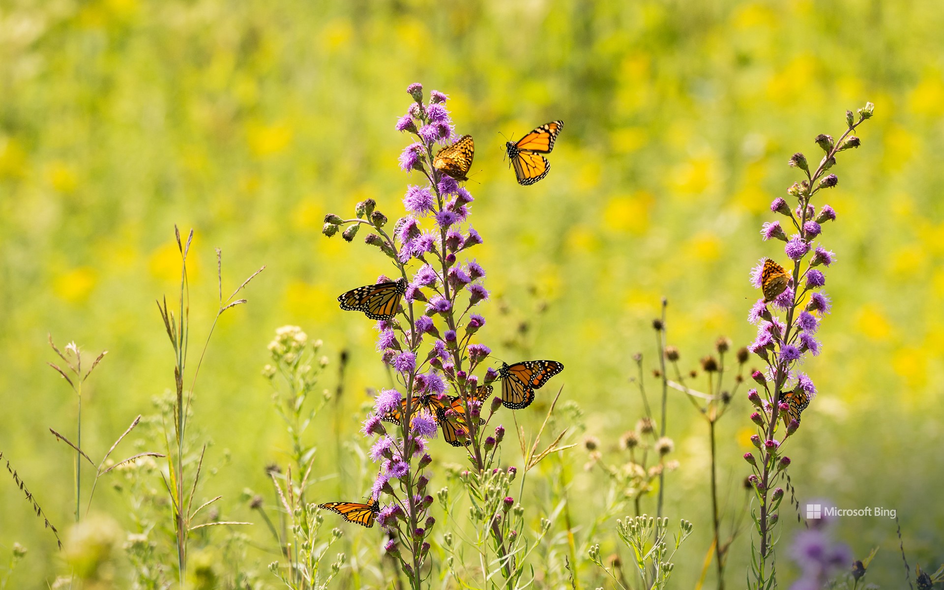Monarch butterflies feeding from wildflowers