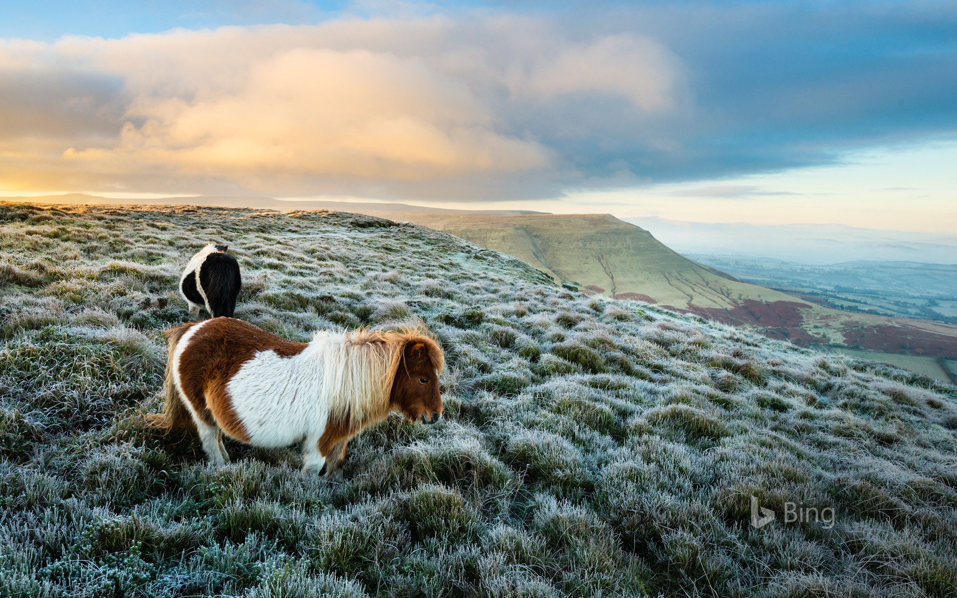 Wild ponies at Hay Bluff, Black Mountains, Brecon Beacons National Park, Wales