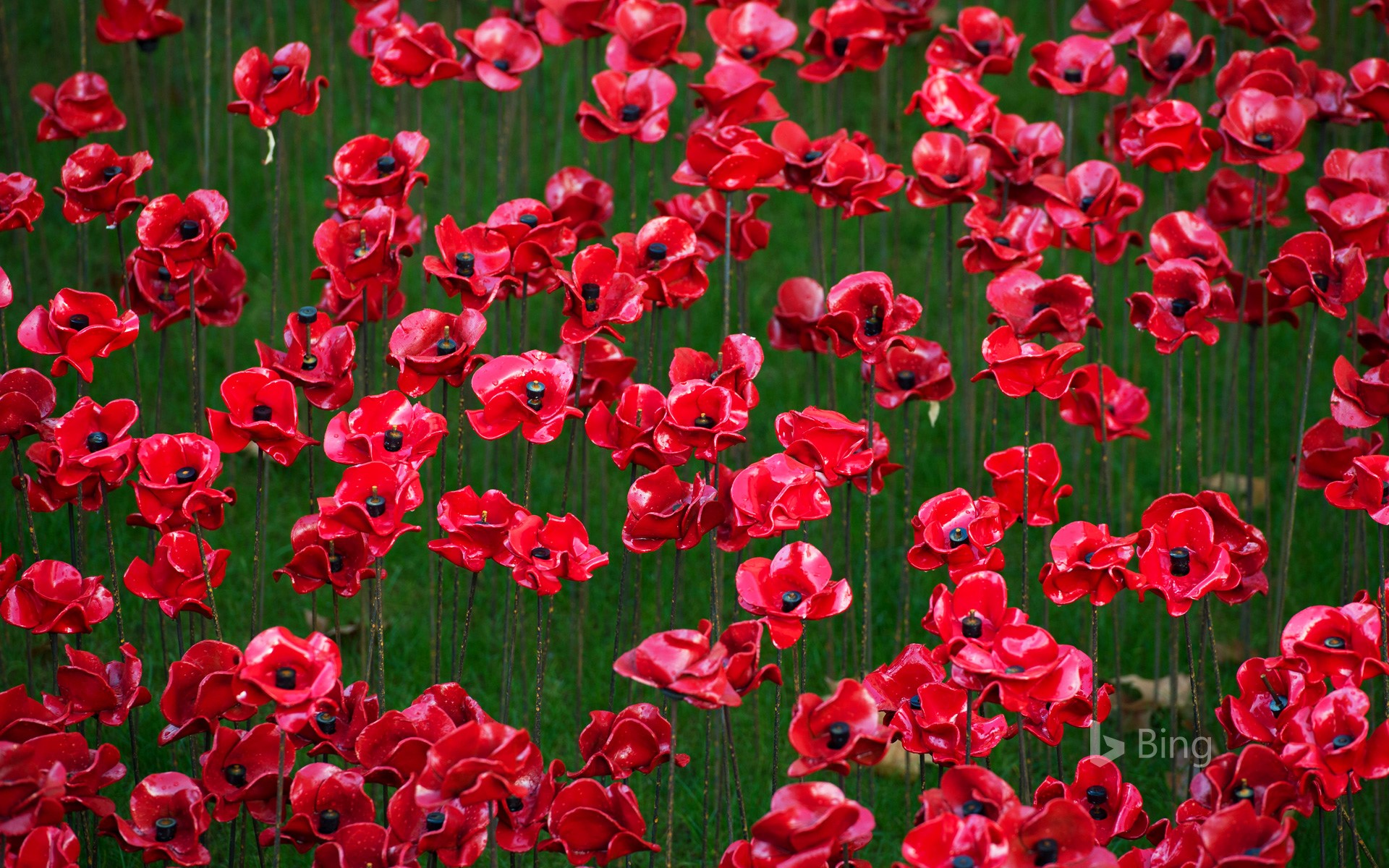 Poppy display at the Tower of London