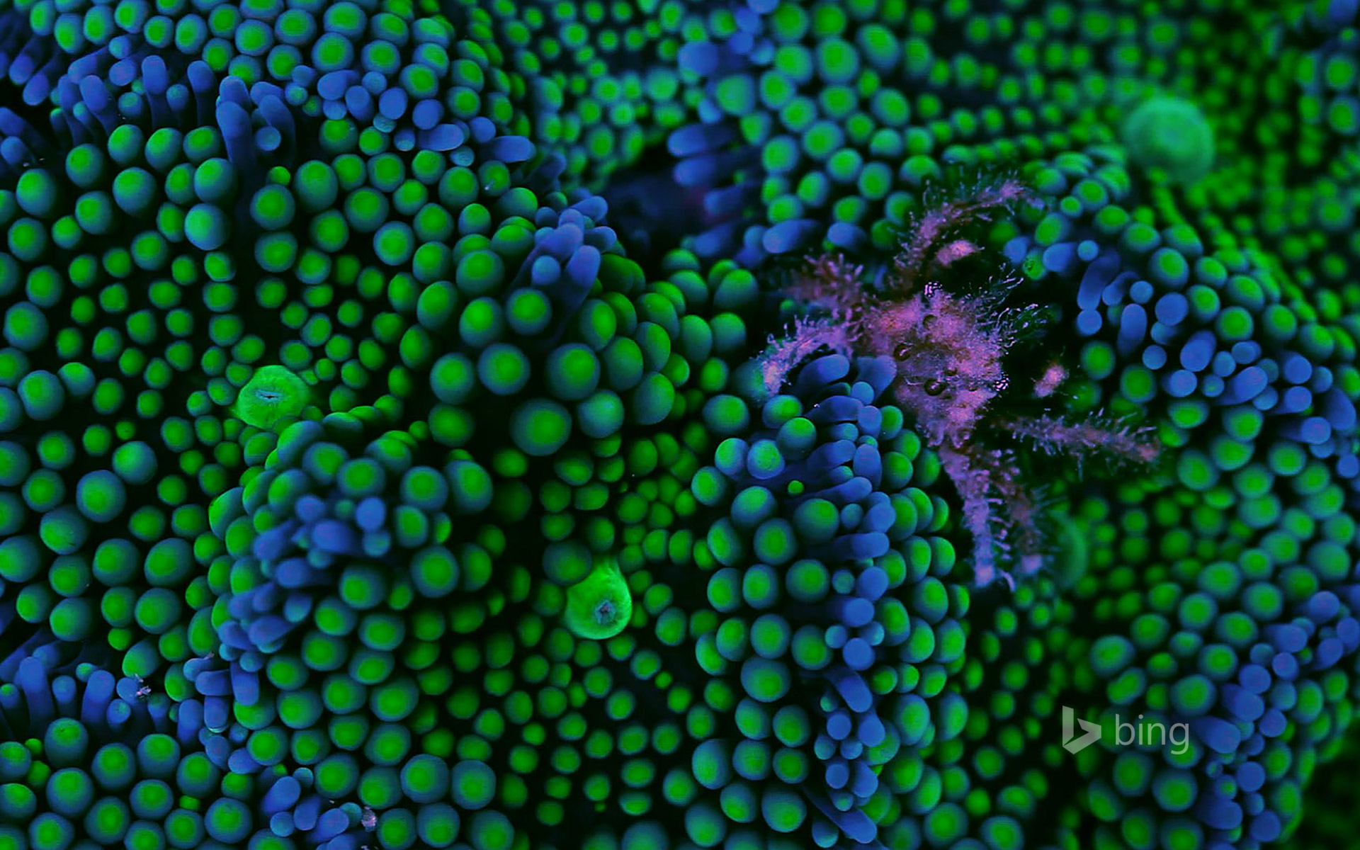 Banded clinging crab and Ricordea florida coral