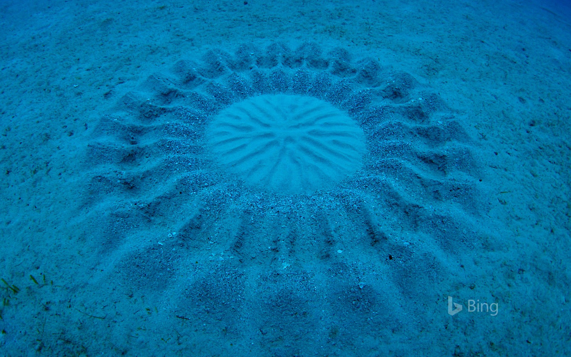Sand patterns made by pufferfish near Amami Oshima, Kagoshima, Japan