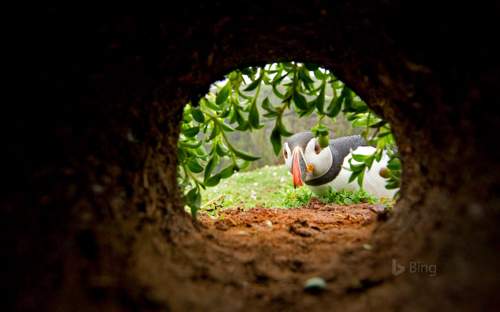 An Atlantic puffin inspects a nesting burrow on Skomer Island, Wales