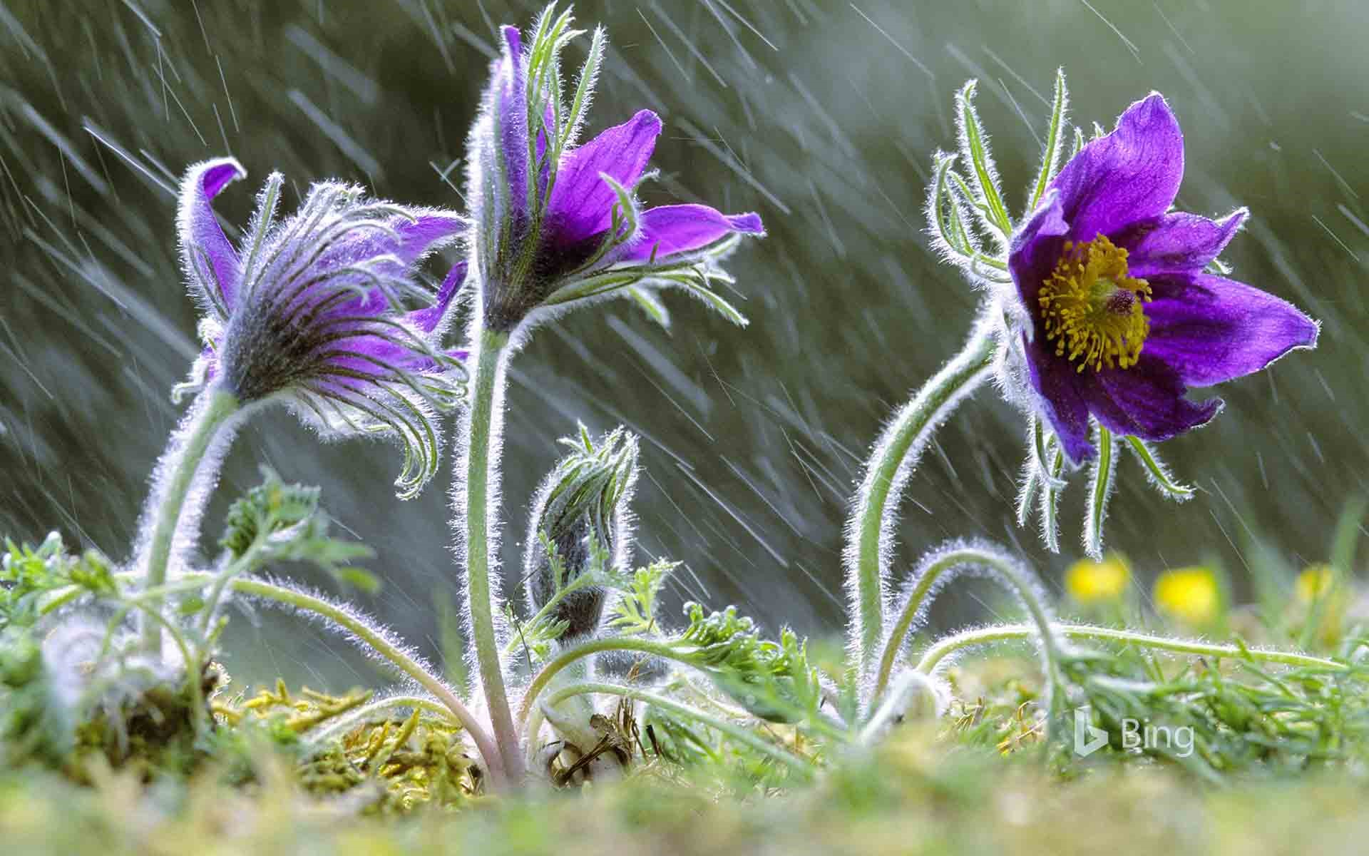 Pulsatilla vulgaris flowers in rain, Lorraine, France
