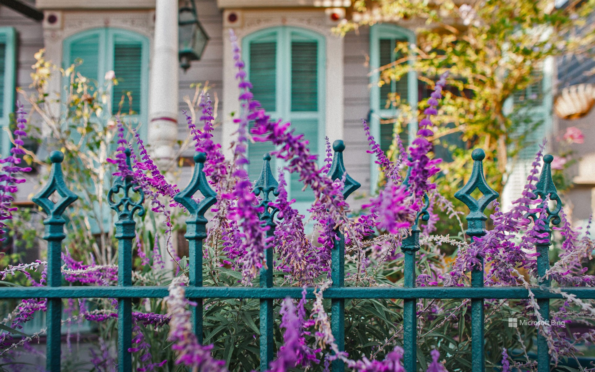 Flowers and an ironwork fence in front of a house in New Orleans, Louisiana