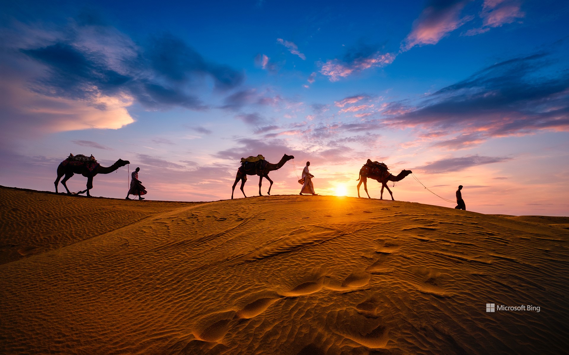 Camels at Jaisalmer, Rajasthan, India