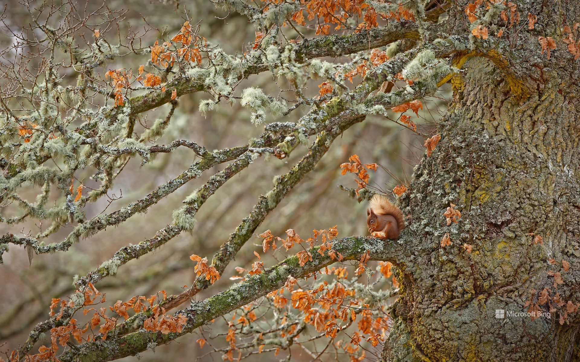 Red squirrel in the Highlands of Scotland