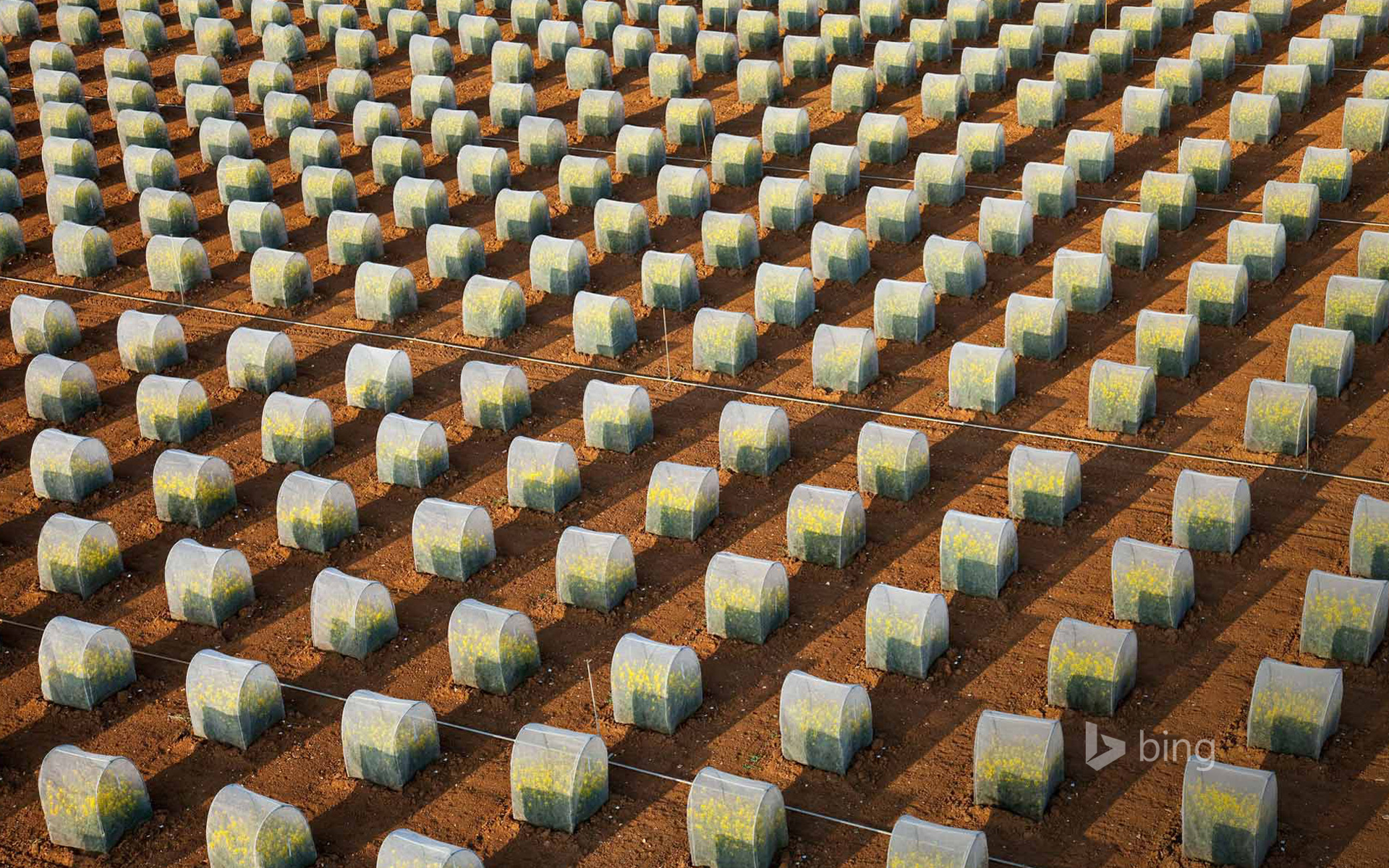 Tests of rapeseed crops, isolated parcels under tunnel to avoid crossings (aerial view), Oucques, Loir-et-Cher, France