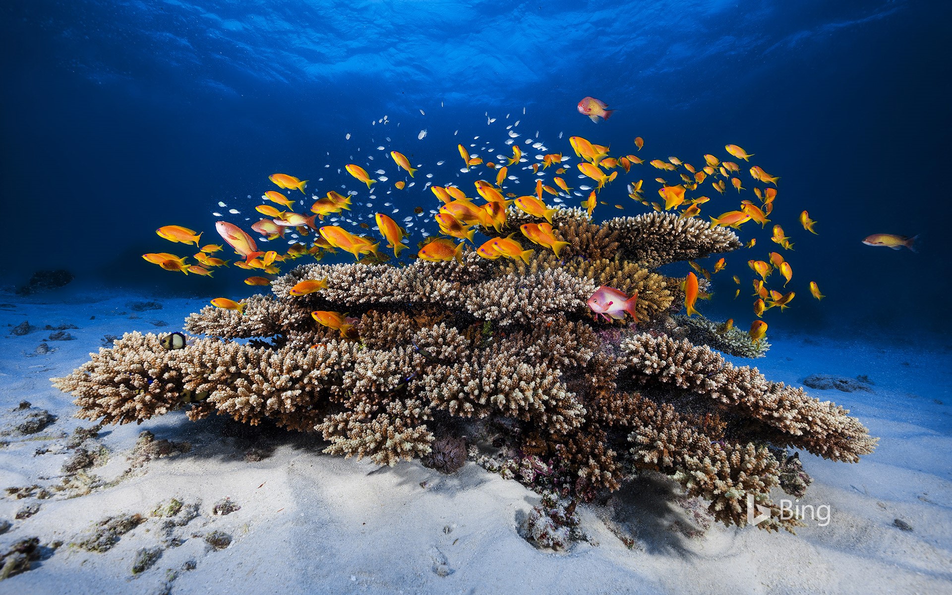 School of Pseudanthias squamipinnis swimming over coral, Mayotte, Indian Ocean