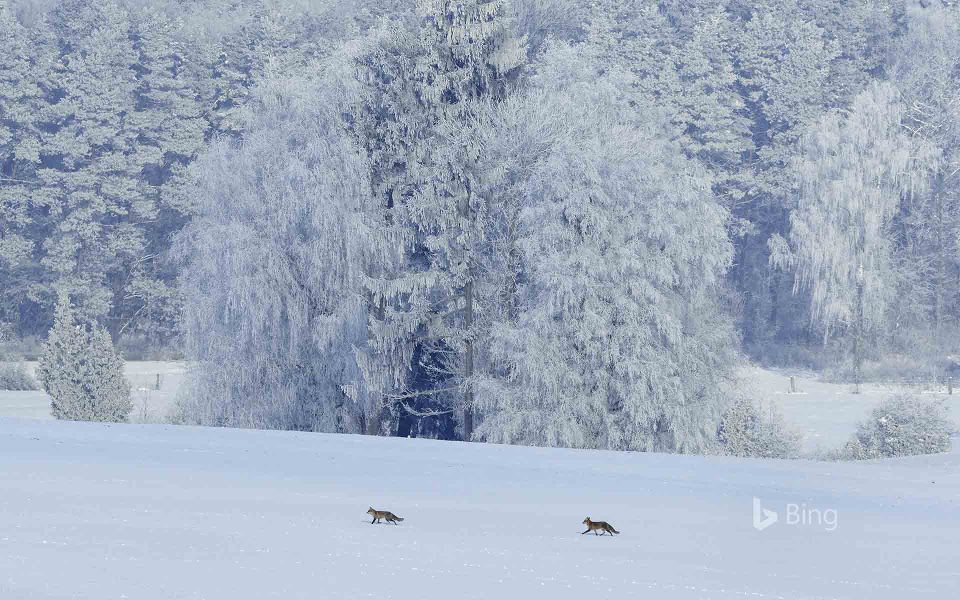 Red foxes (Vulpes vulpes) in Vosges, France
