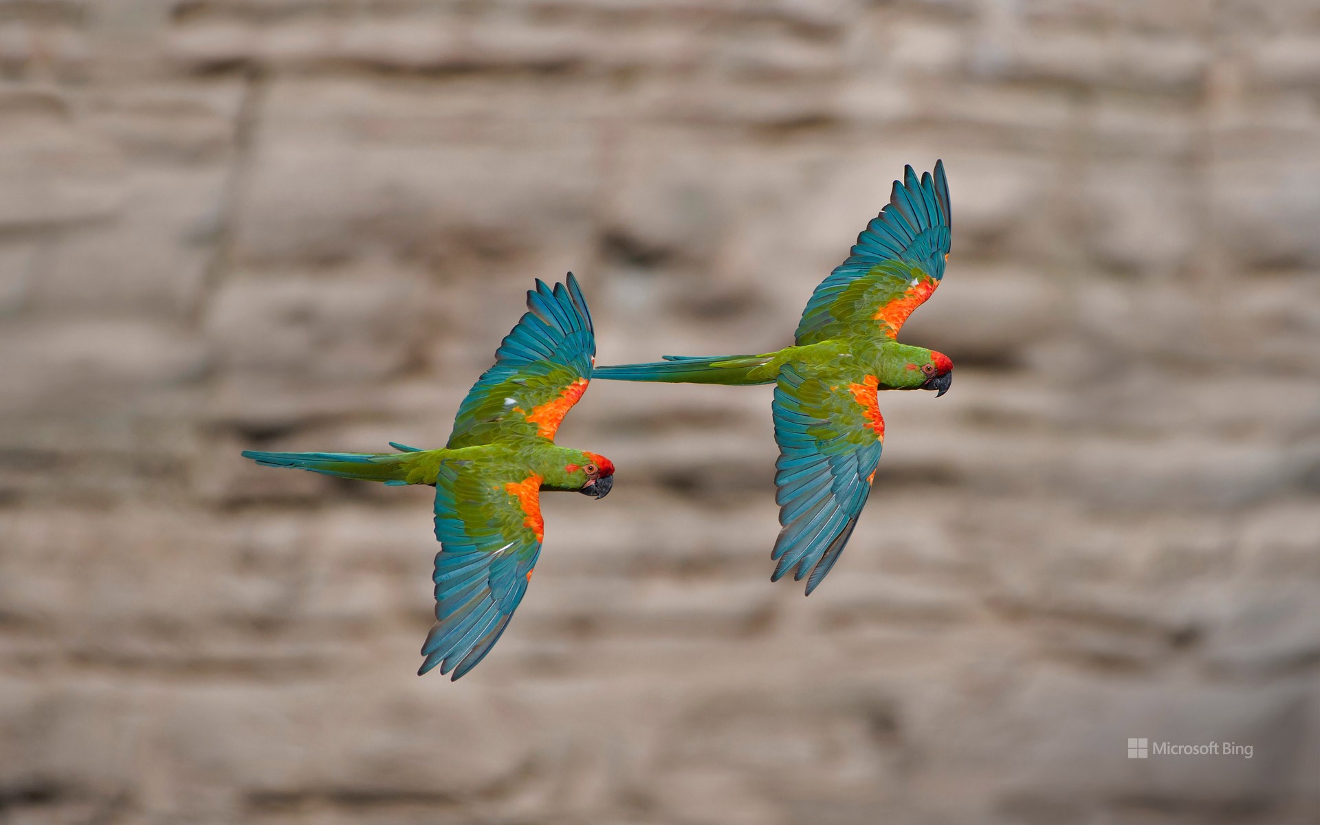 Red-fronted macaws in Omerque, Cochabamba, Bolivia