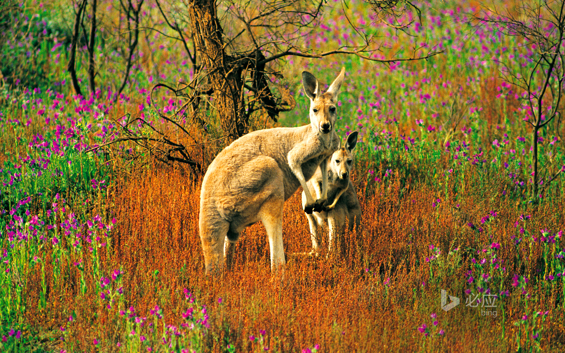 Flinders National Park, South Australia, Great Red Kangaroo with its children