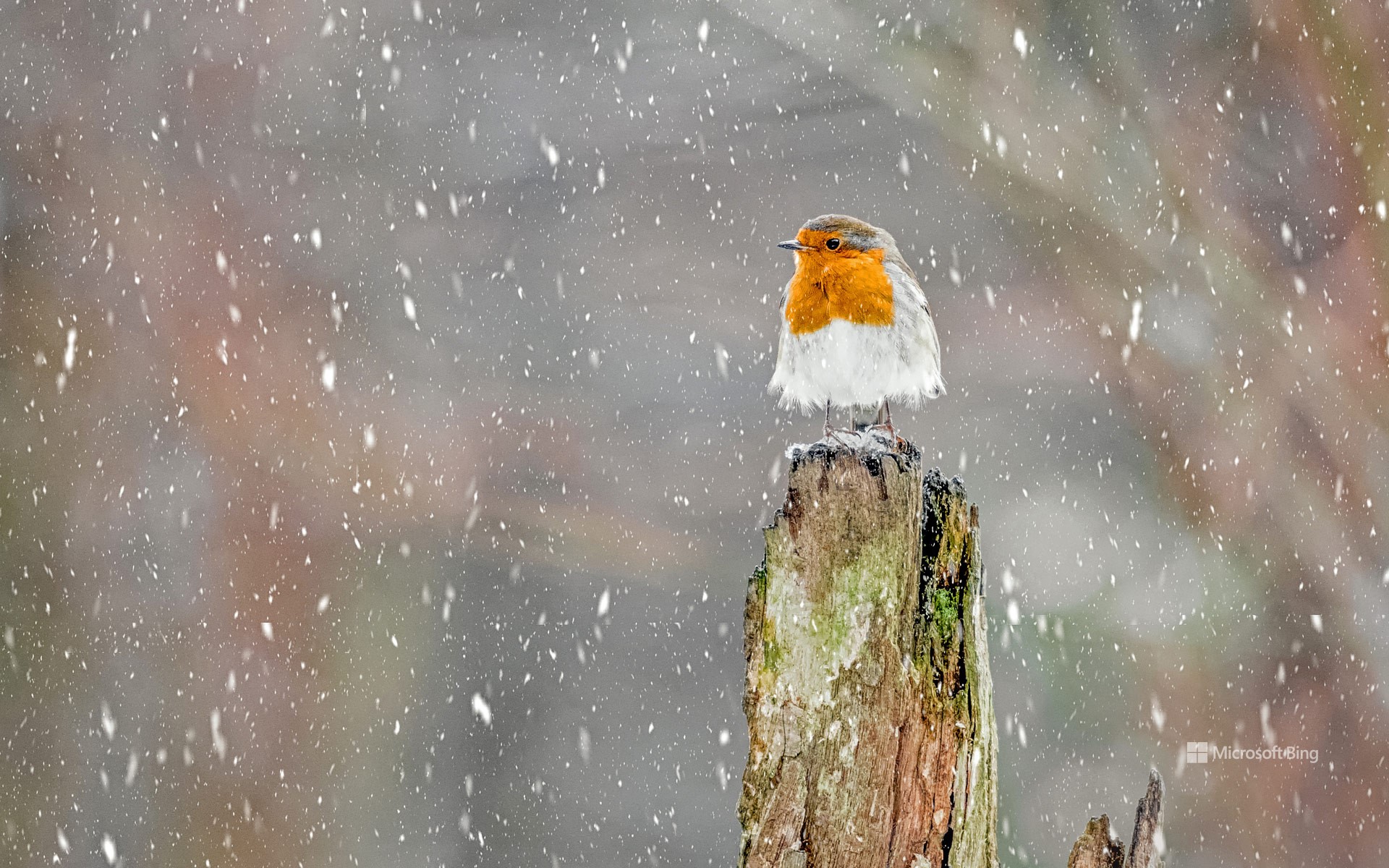 European robin during a winter snowstorm, Peak District National Park, England