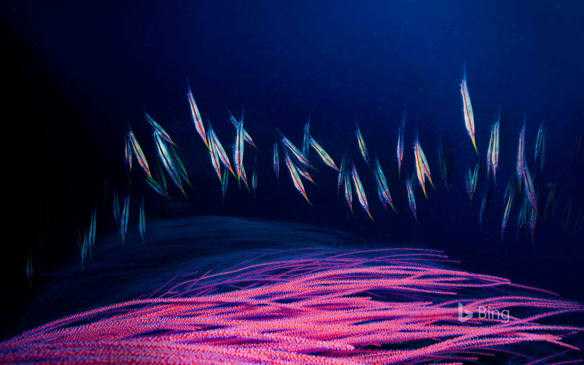 A school of razorfish swims for cover among the branches of a red sea whip, Kimbe Bay, New Britain, Papua New Guinea