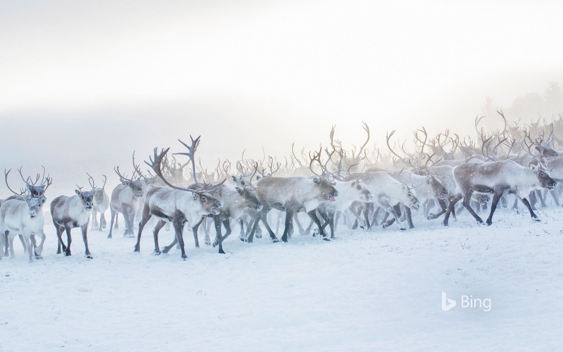A herd of reindeer in Norway