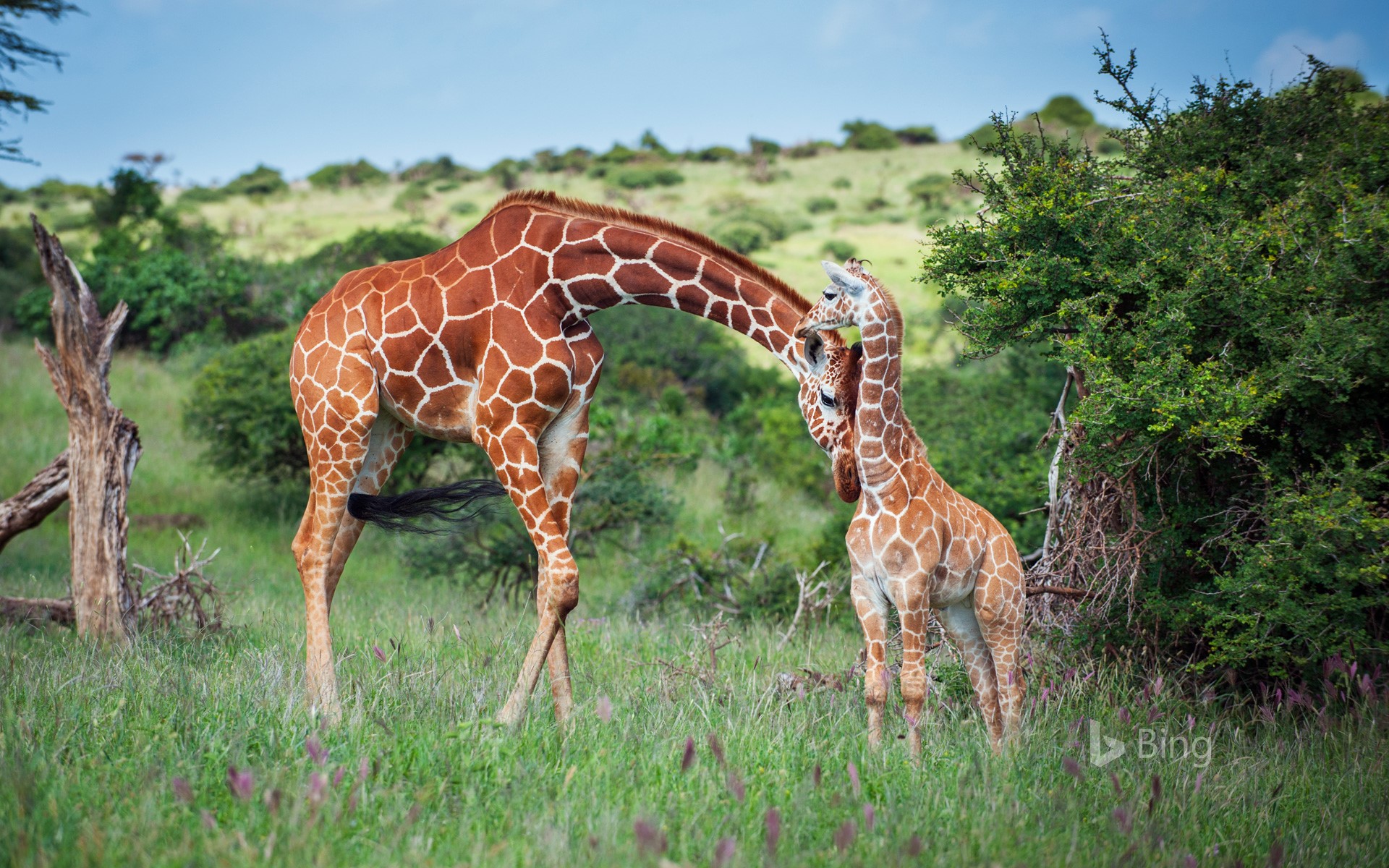 Жираф африканское животное. Родезийский Жираф. Африка Саванна Жирафы. Южноафриканский Жираф. Масайский Жираф.