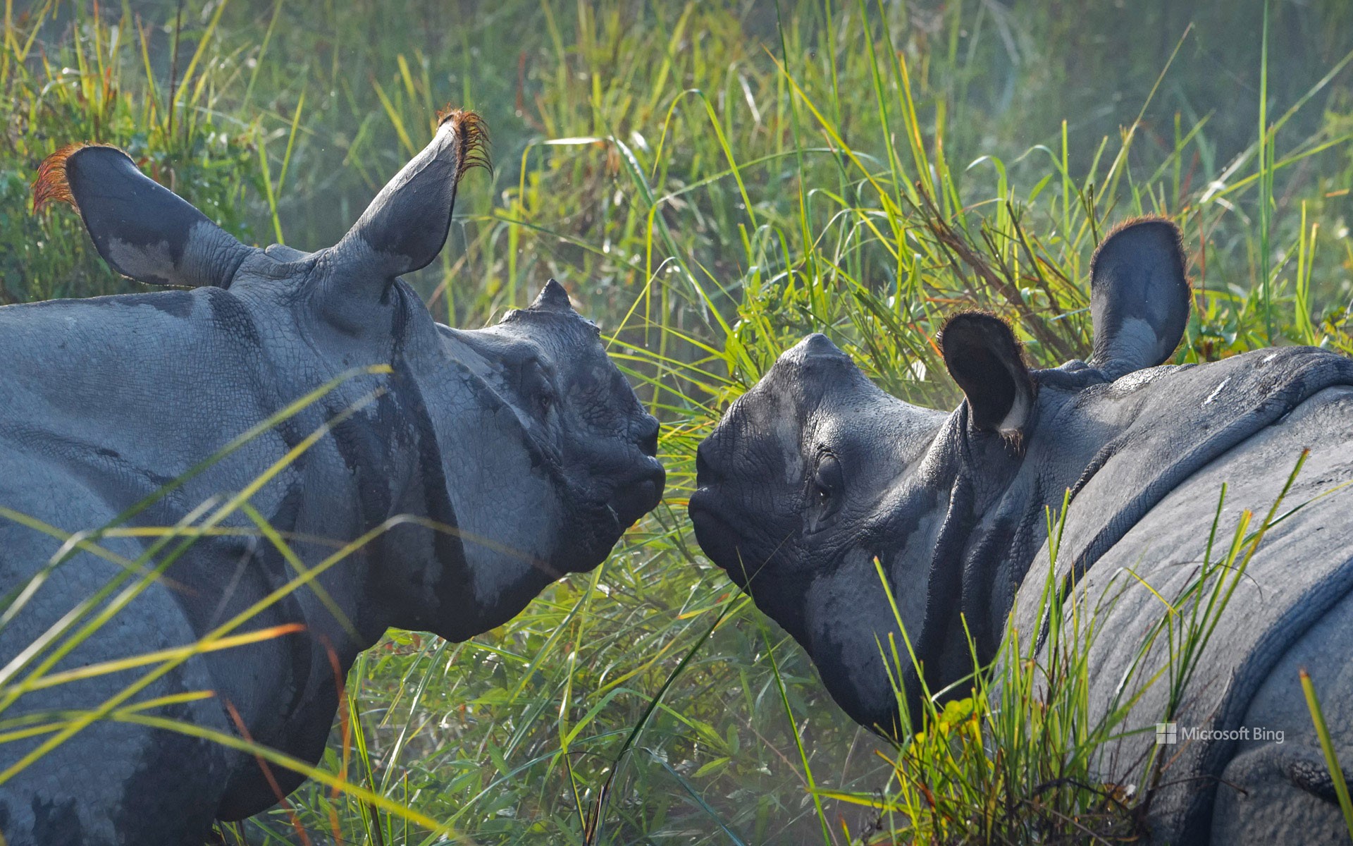 Greater one-horned rhinoceroses, Kaziranga National Park, Assam, India
