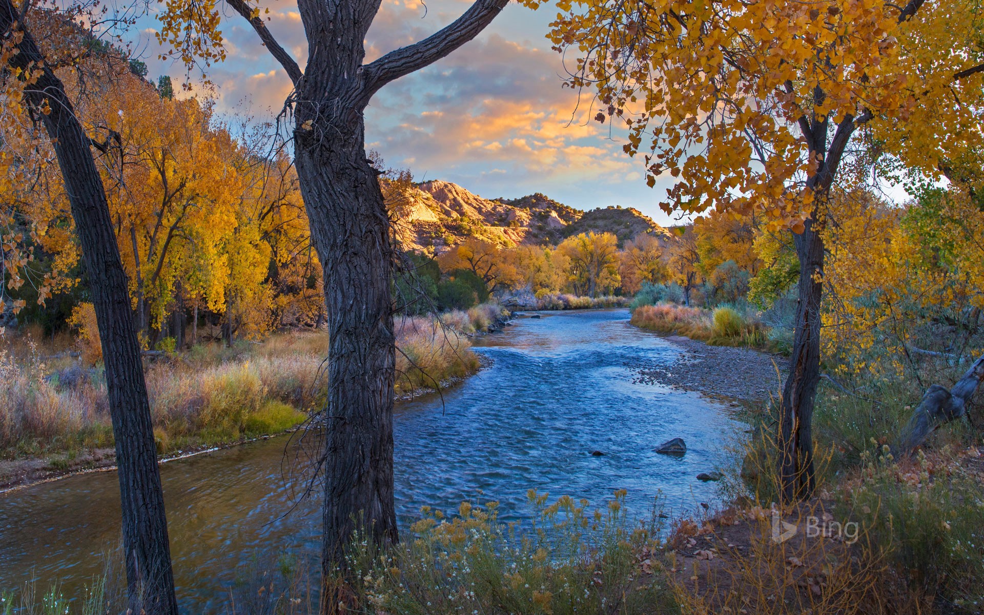 Cottonwood trees along the Rio Grande in autumn, New Mexico, USA
