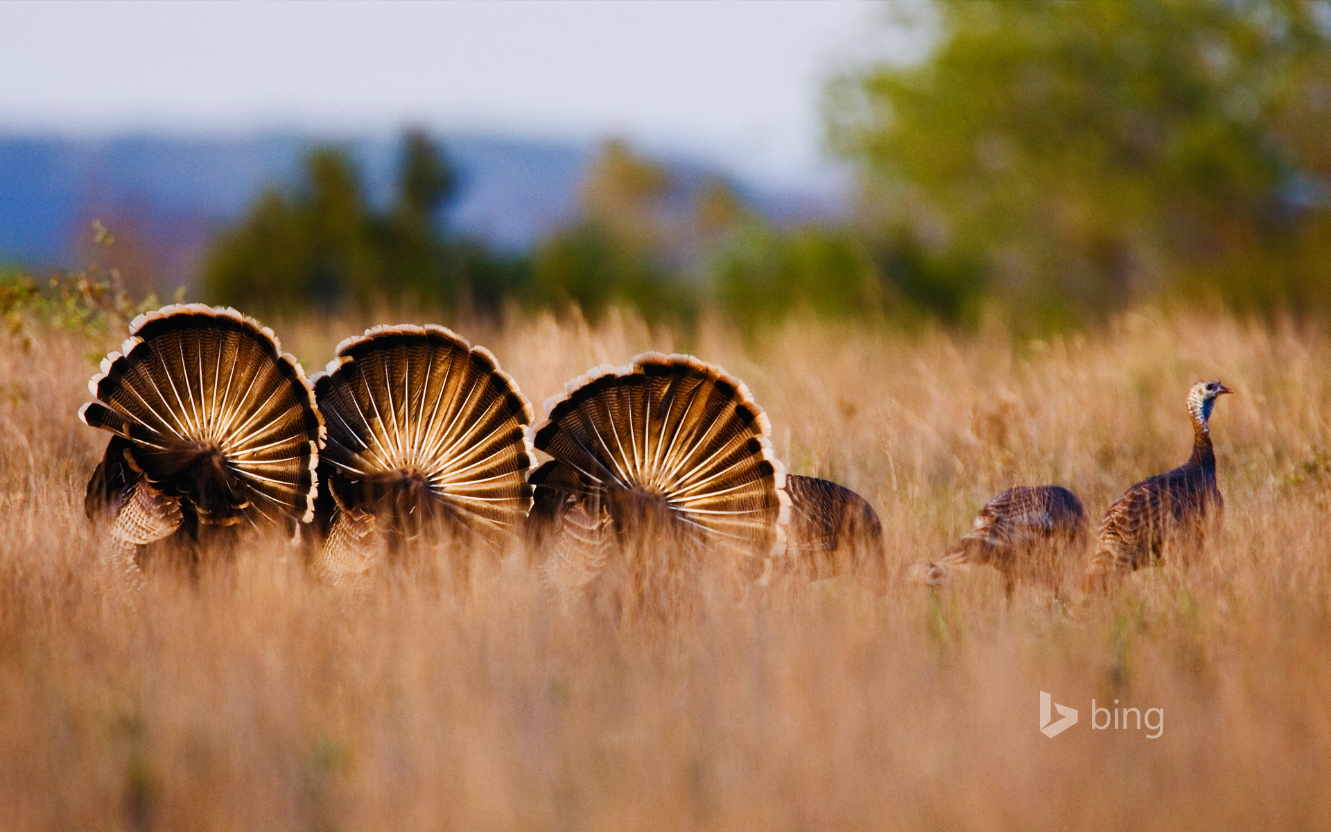 Wild turkeys in Rio Grande, Texas