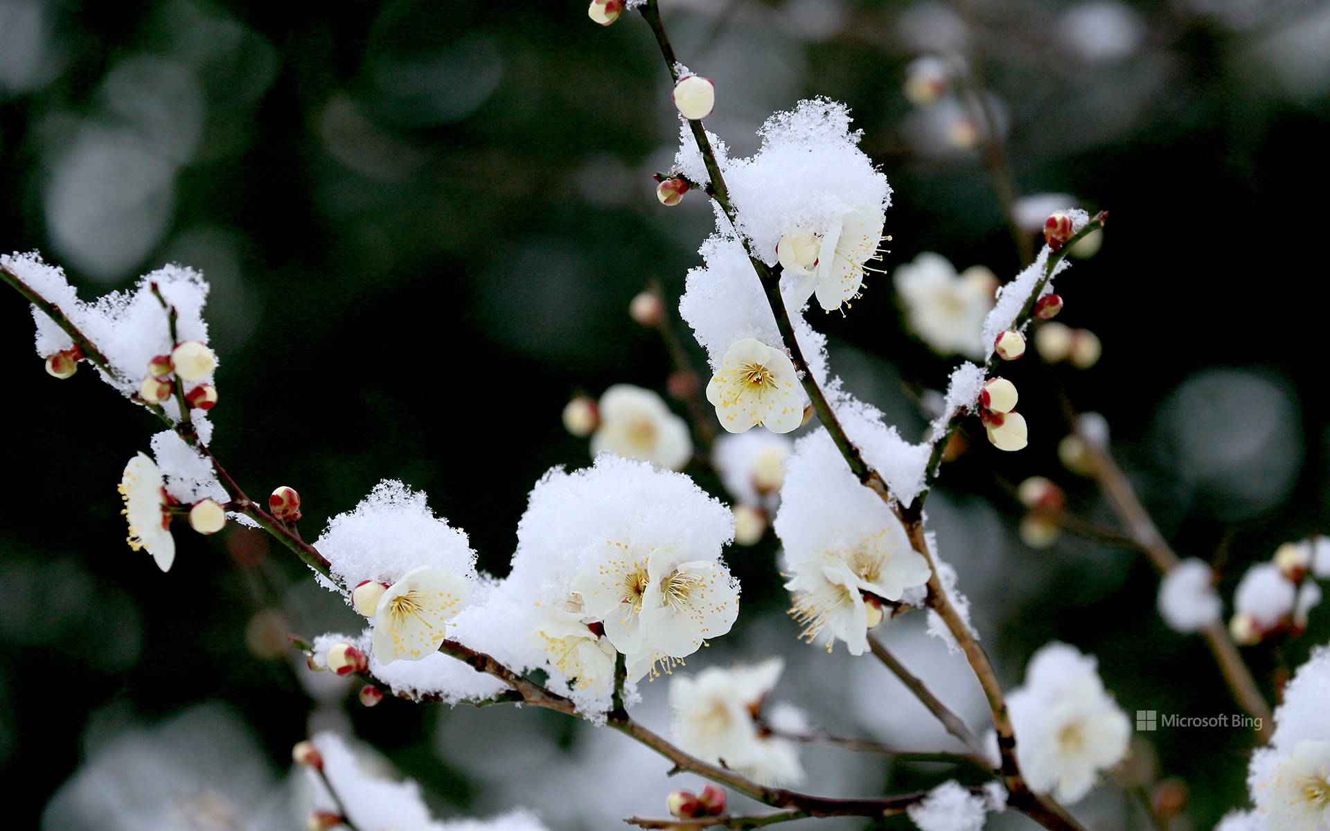 White plum in the snow