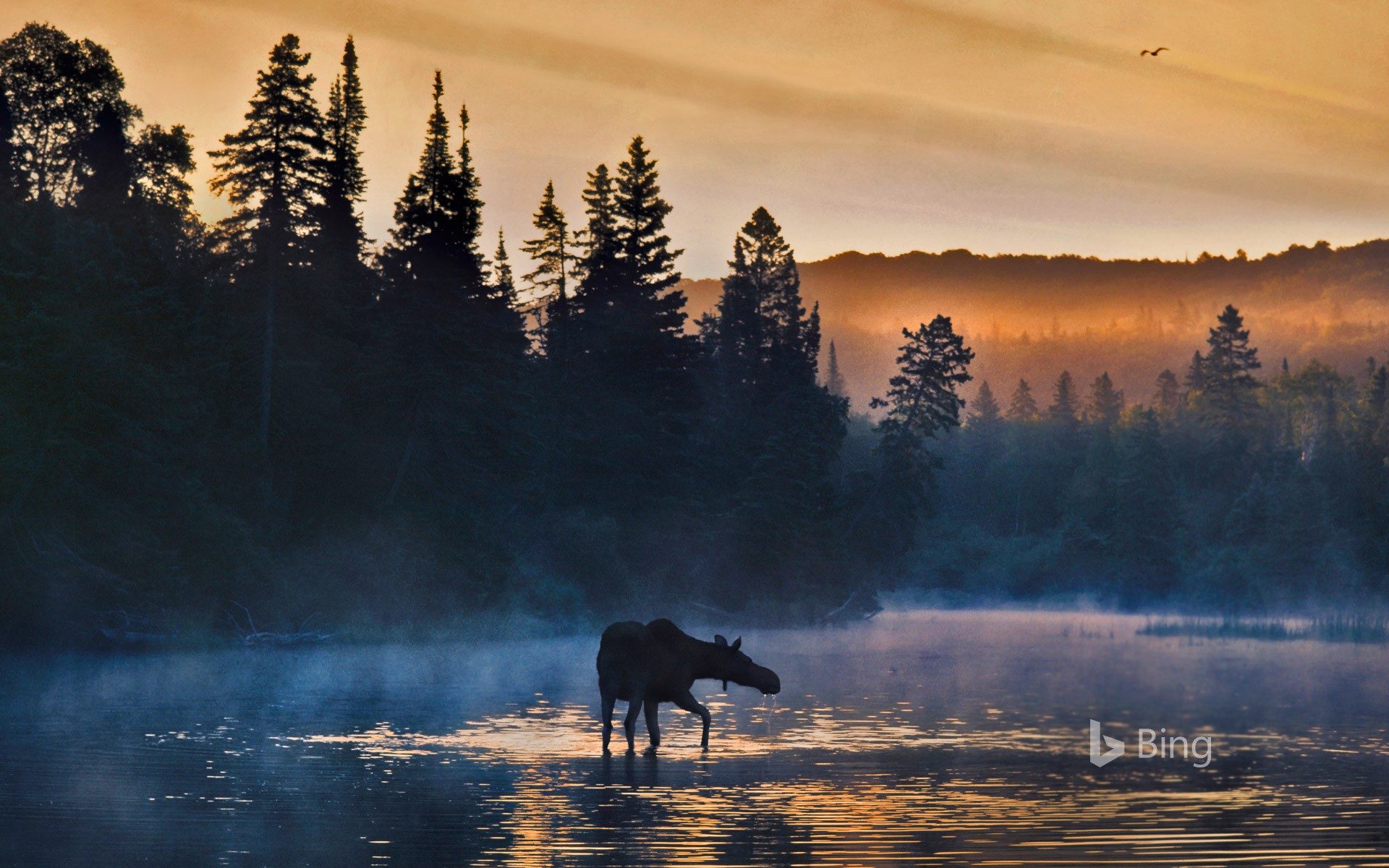 Western moose in Isle Royale National Park, Michigan