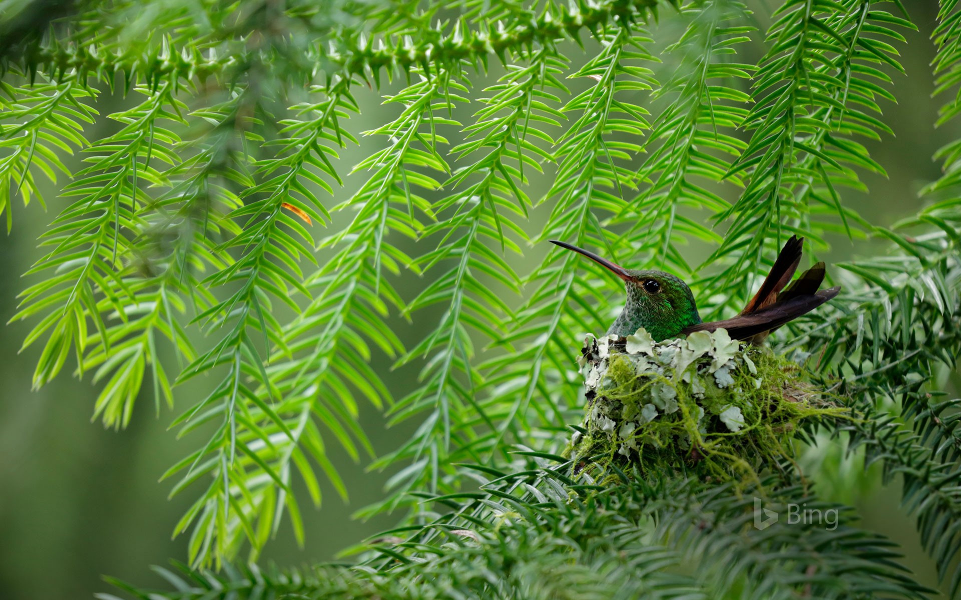 A rufous-tailed hummingbird in Costa Rica