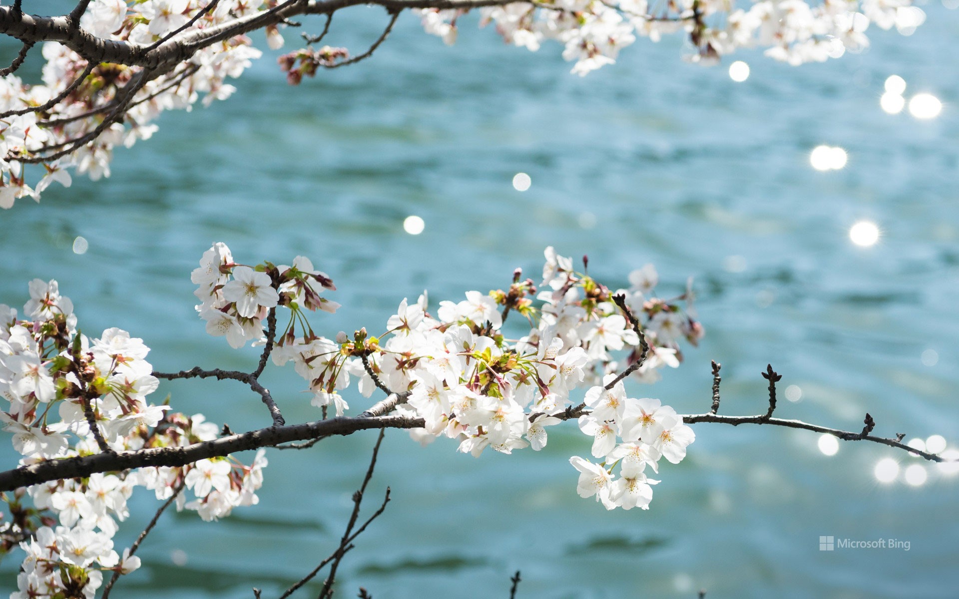 "Sakura on the riverside" Osaka Prefecture