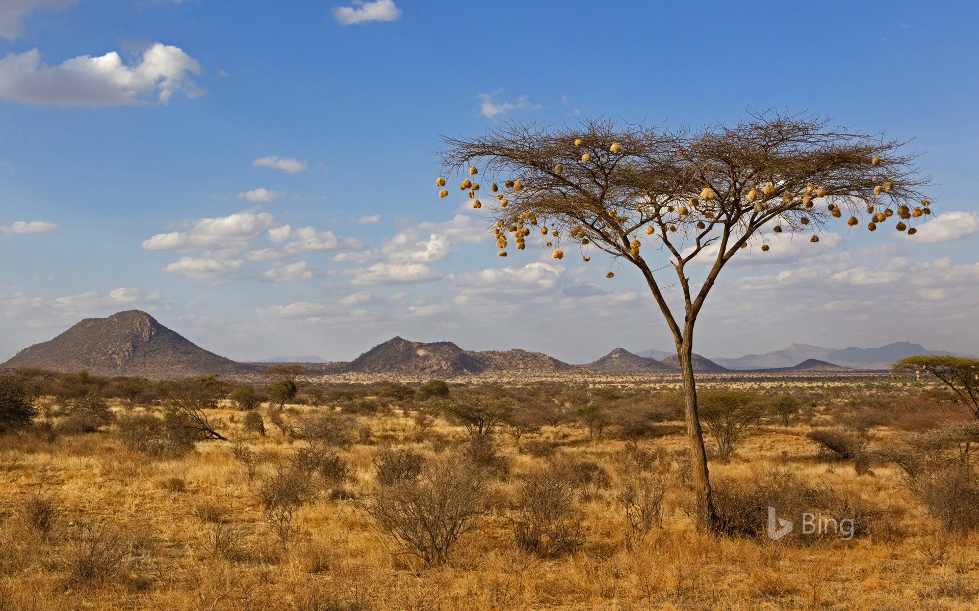 Weaverbird nests hanging from acacia tree in Samburu National Reserve, Kenya