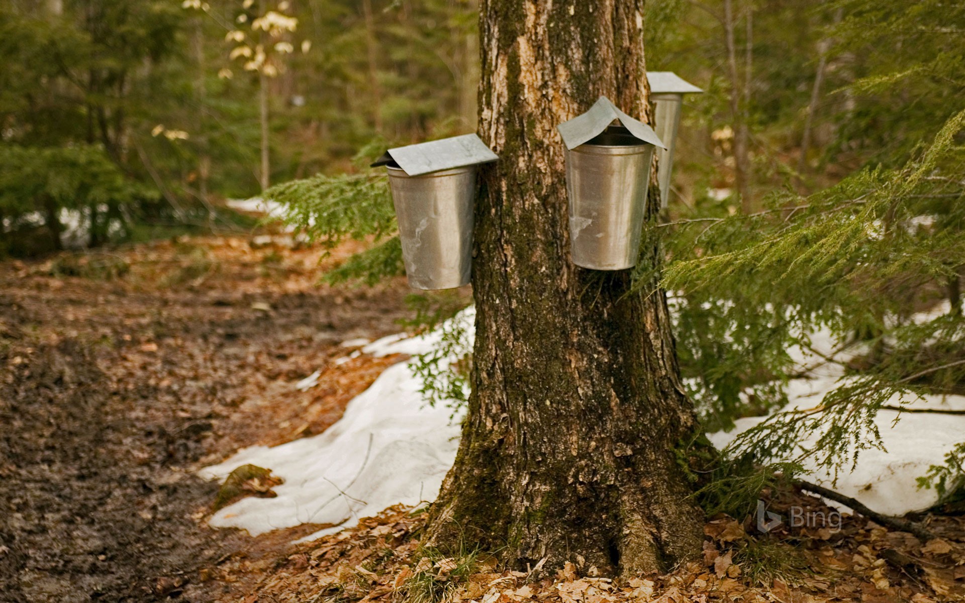 Sap-collecting buckets in Brome-Missisquoi, Quebec, Canada