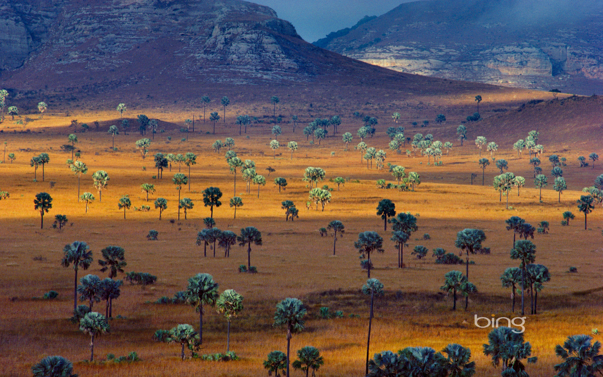 Palm trees growing on a savanna, Madagascar