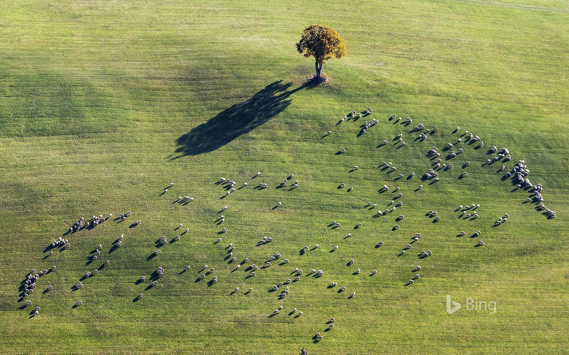 Sheep grazing near Ennabeuren, Heroldstatt, Baden-Wuerttemberg, Germany