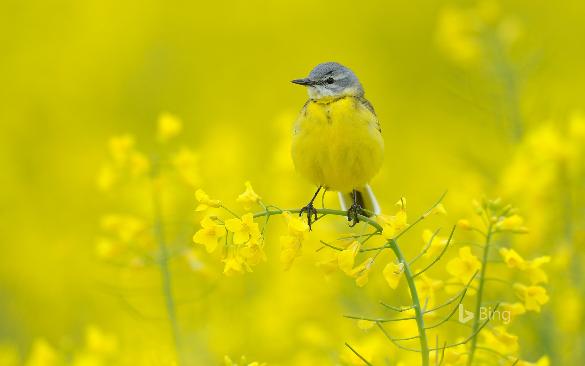 Blue-headed wagtail amid yellow flowers, Hesse, Germany