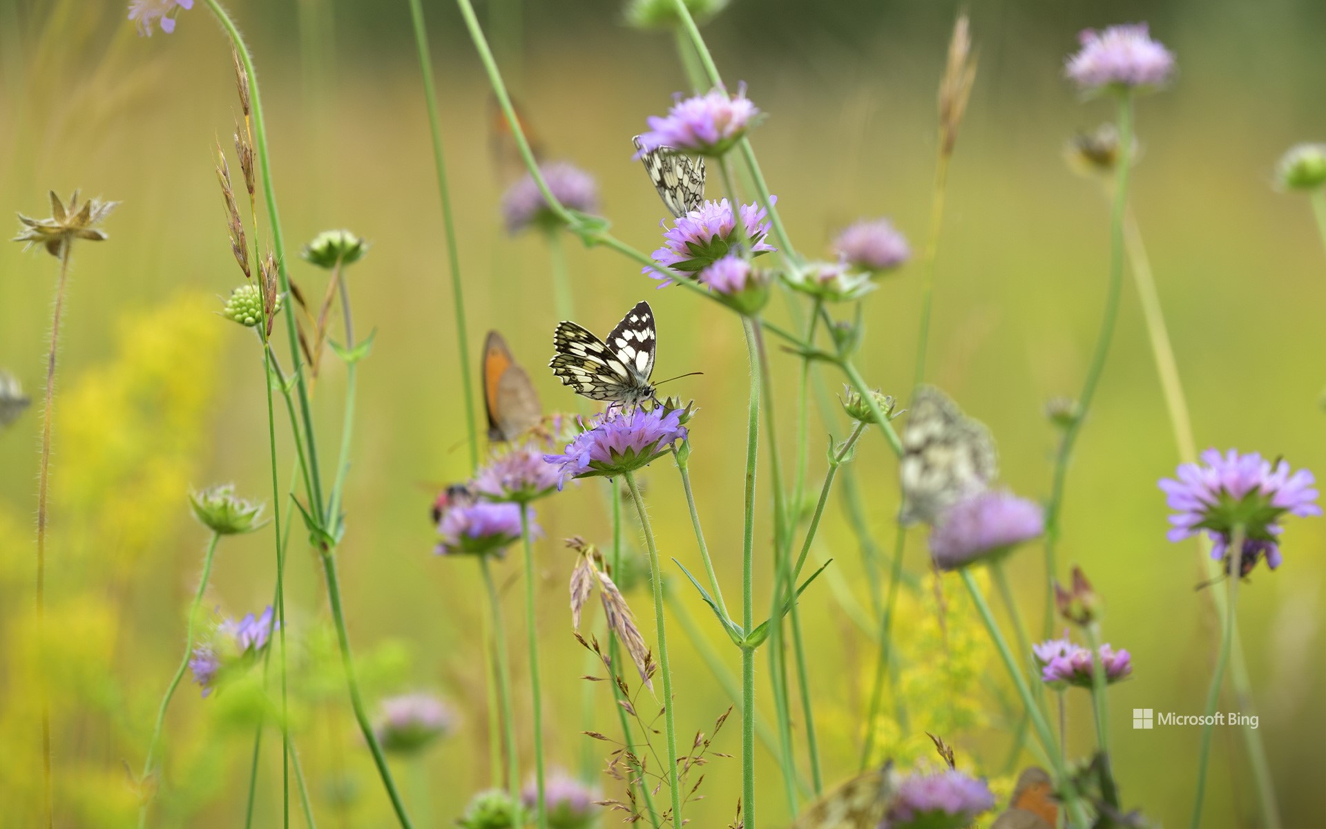 Butterflies in a meadow in Germany