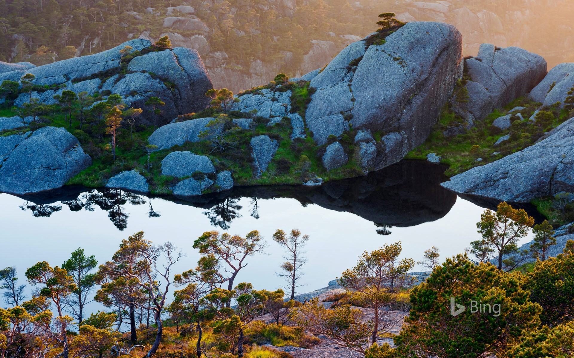 Scots pine trees on Sula island, Sogn og Fjordane, Norway