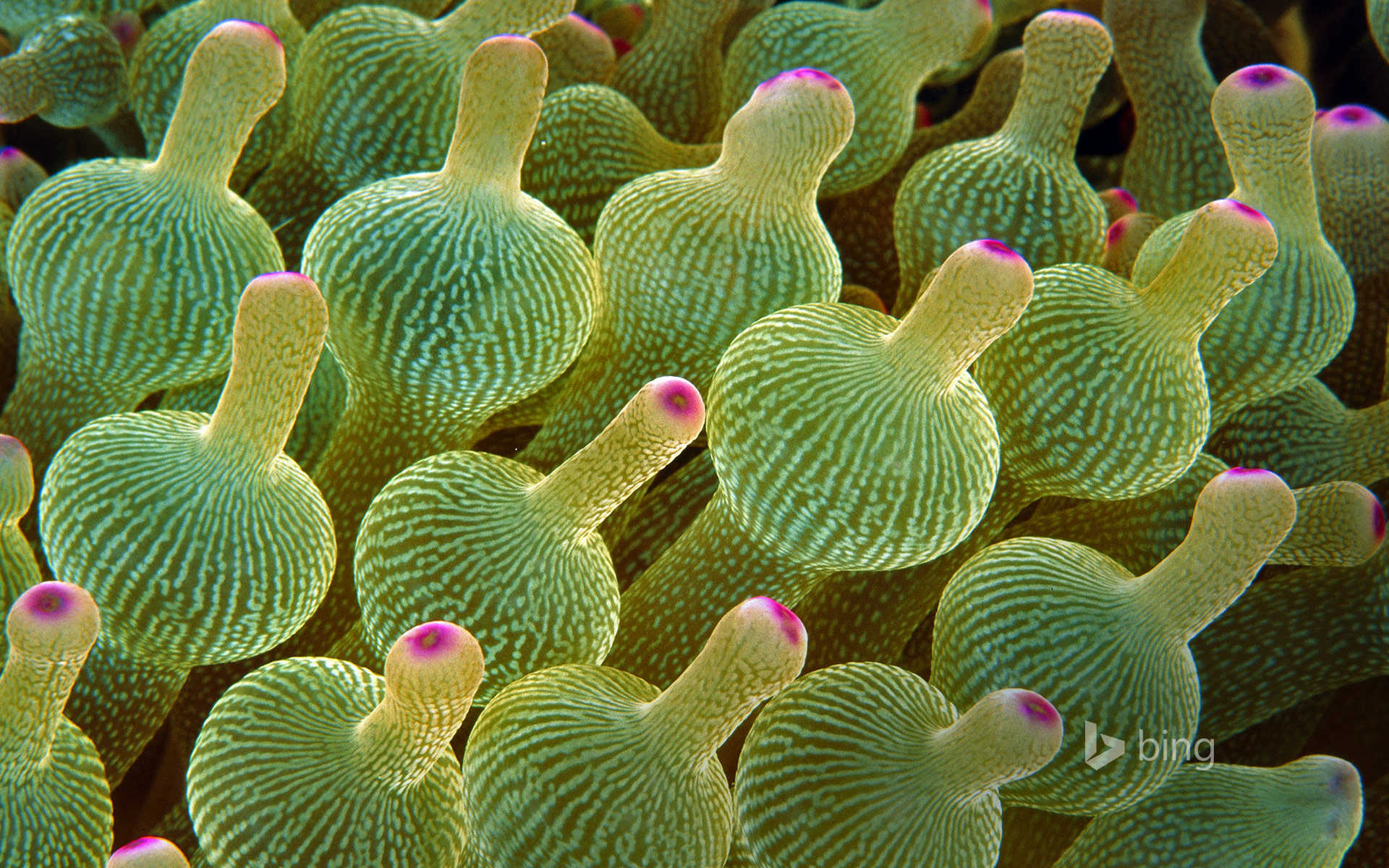 Bubble-tip sea anemone in the Great Barrier Reef