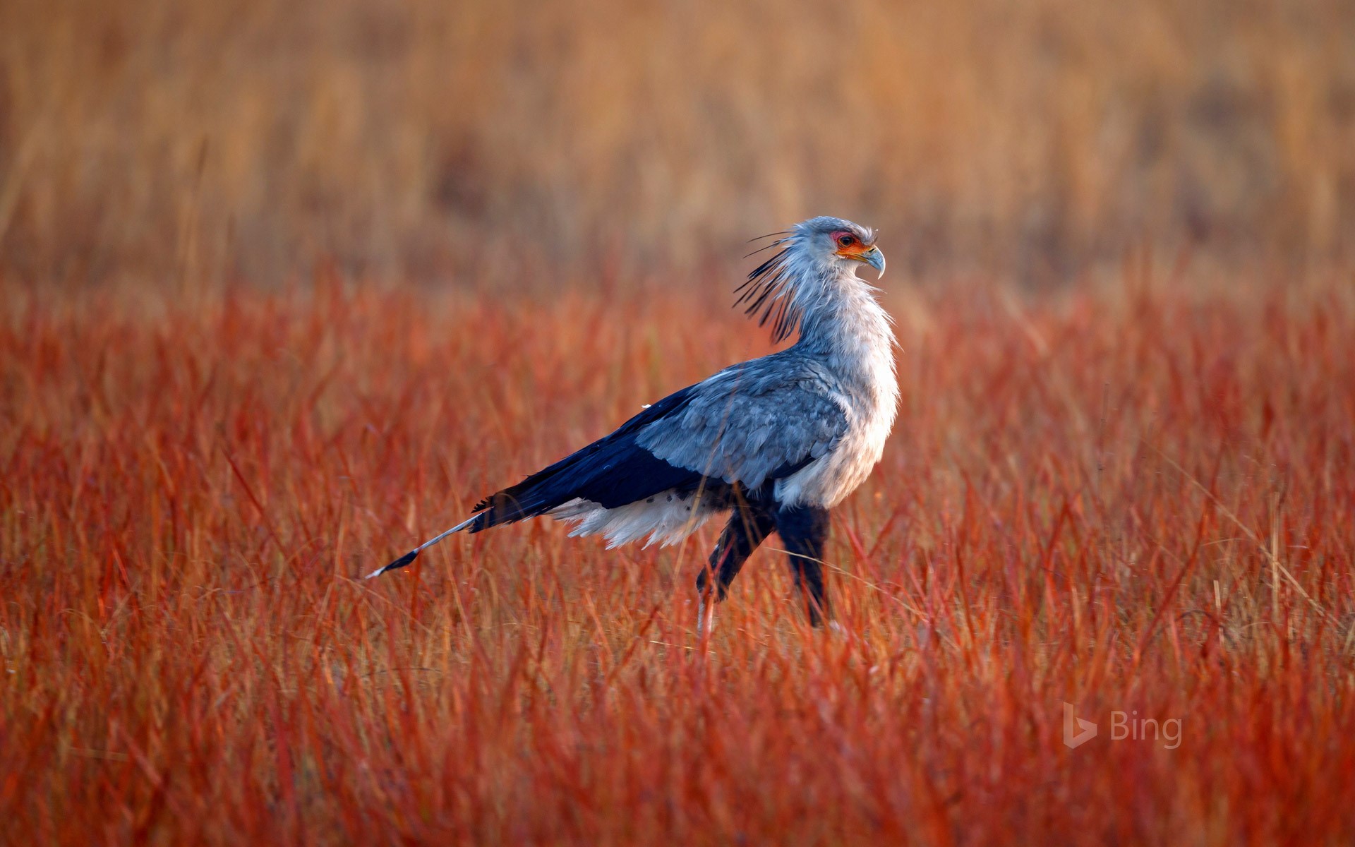 Secretarybird hunting for food in Rietvlei Nature Reserve, South Africa
