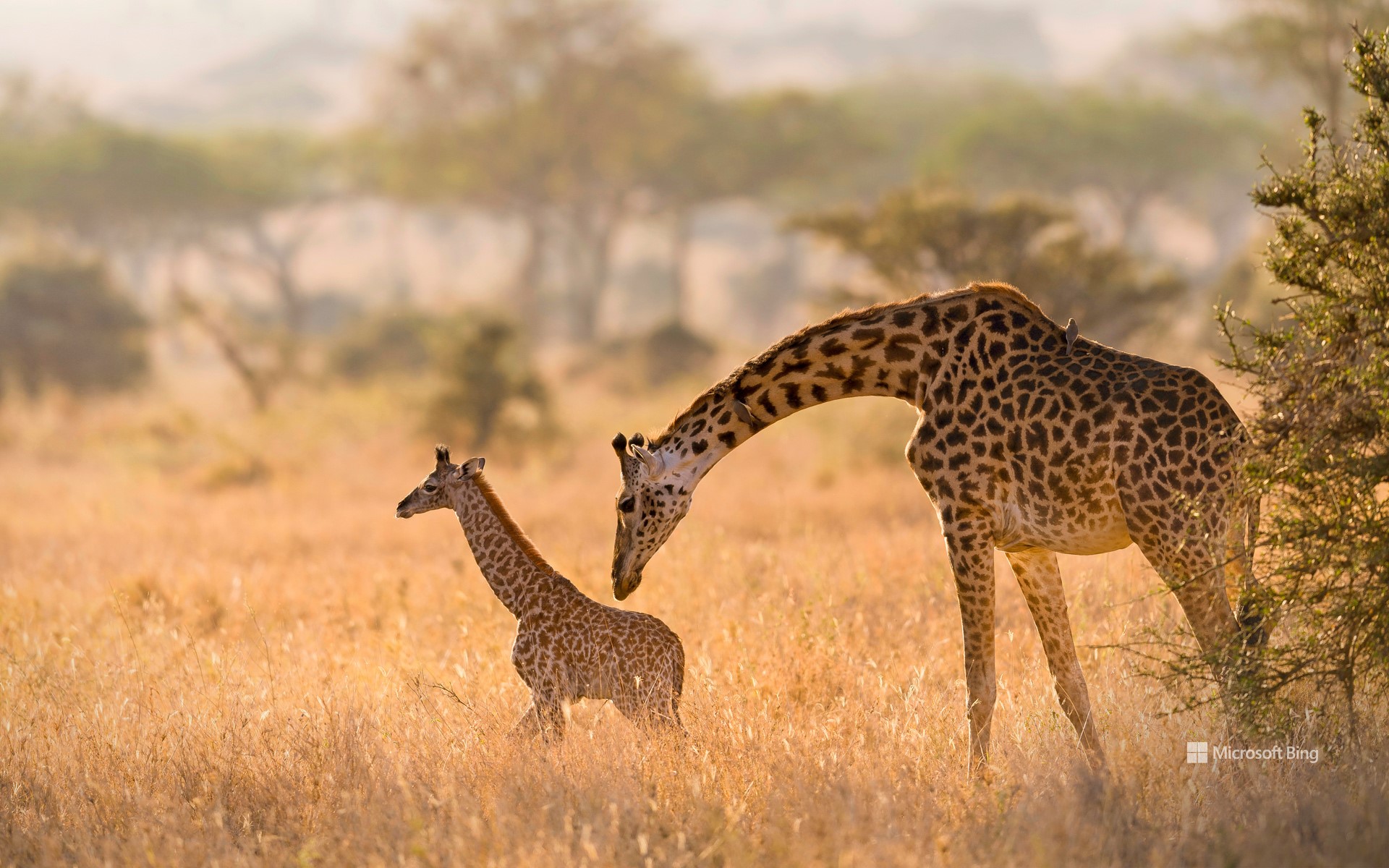 Masai giraffe mother grooming her calf in the Serengeti, Tanzania