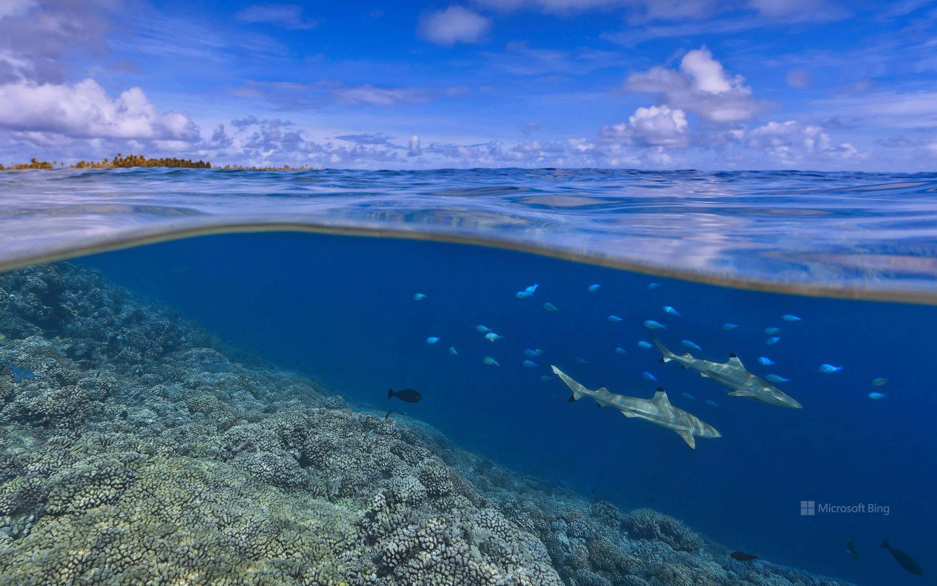 Blacktip reef sharks off the coast of Tahiti, French Polynesia