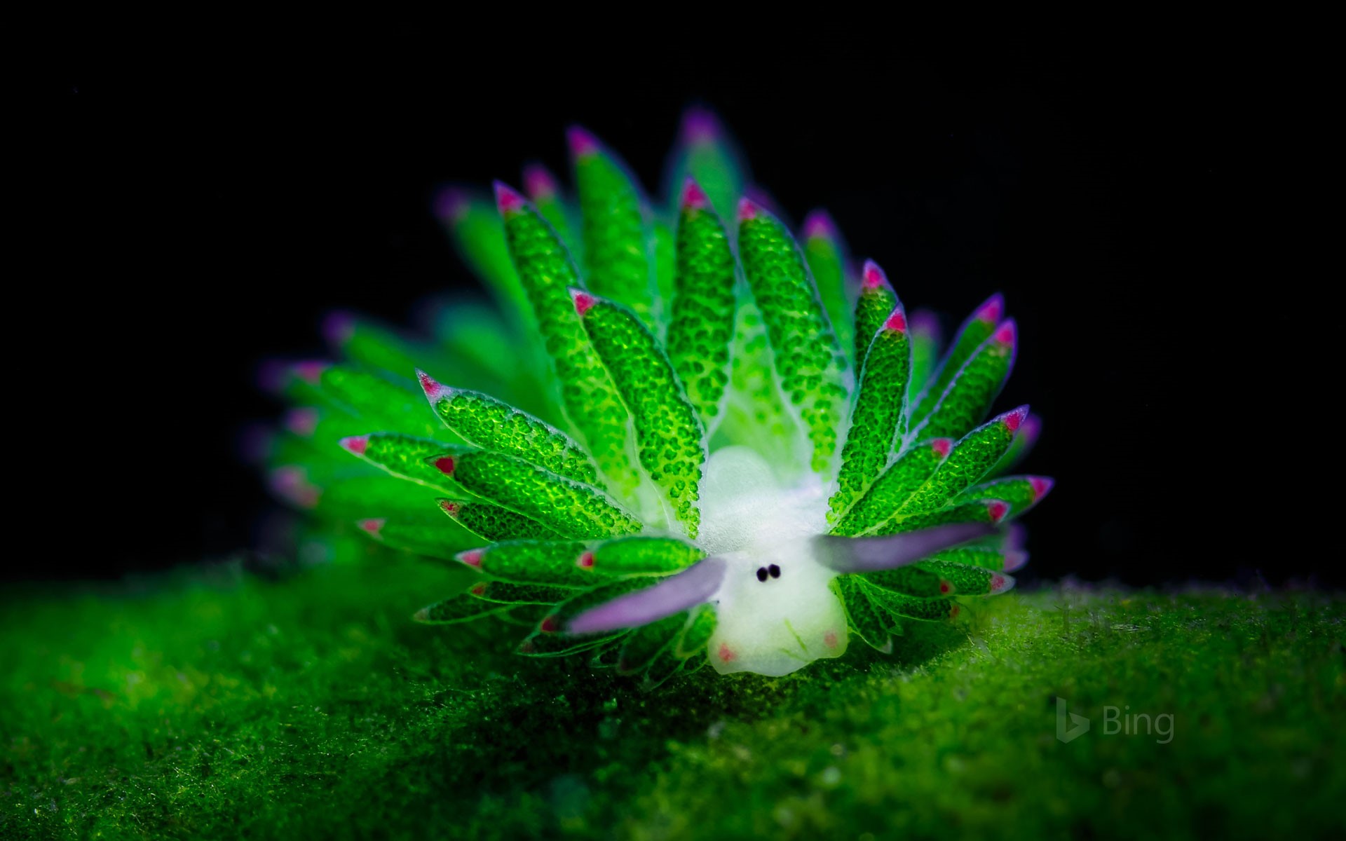 A sea slug in the waters off Bali, Indonesia