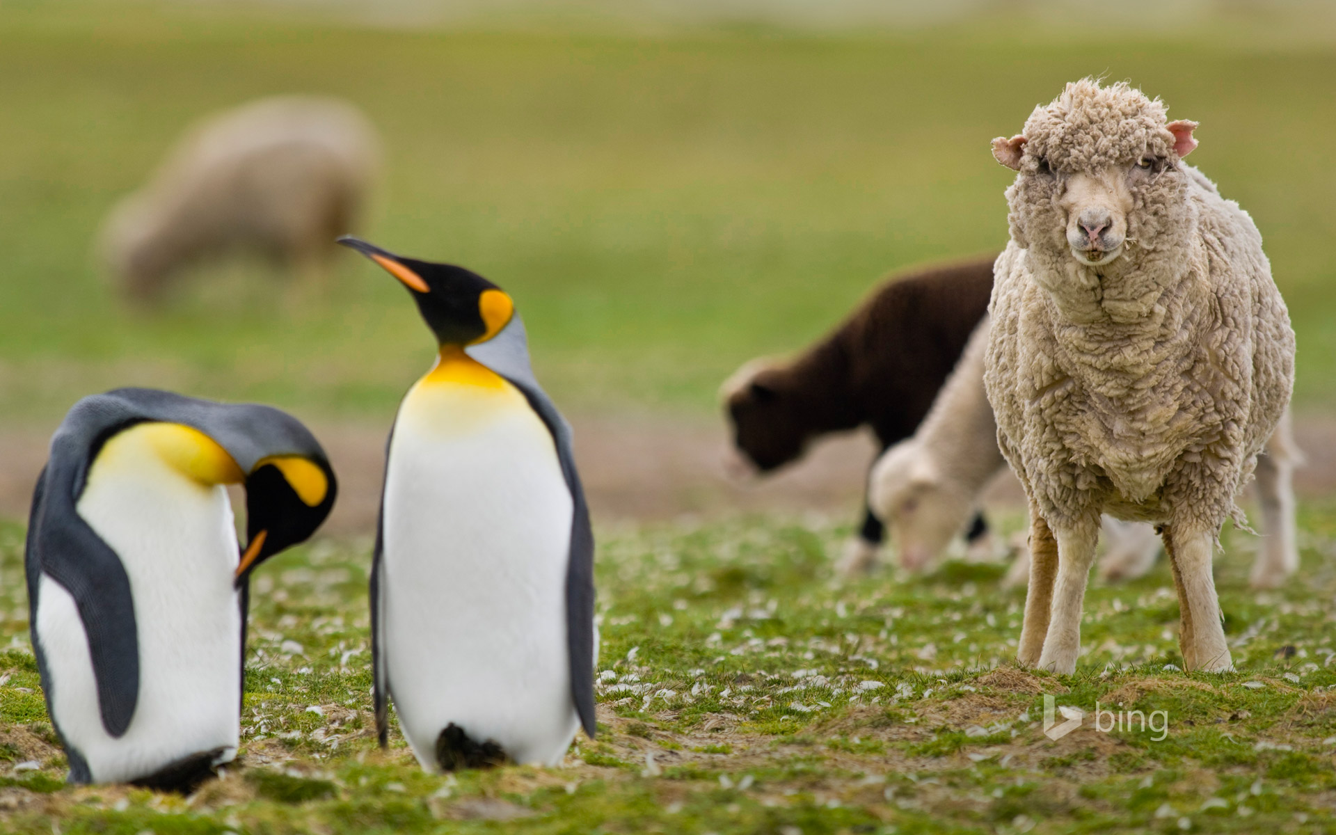 Sheep amid a king penguin colony in the Falkland Islands