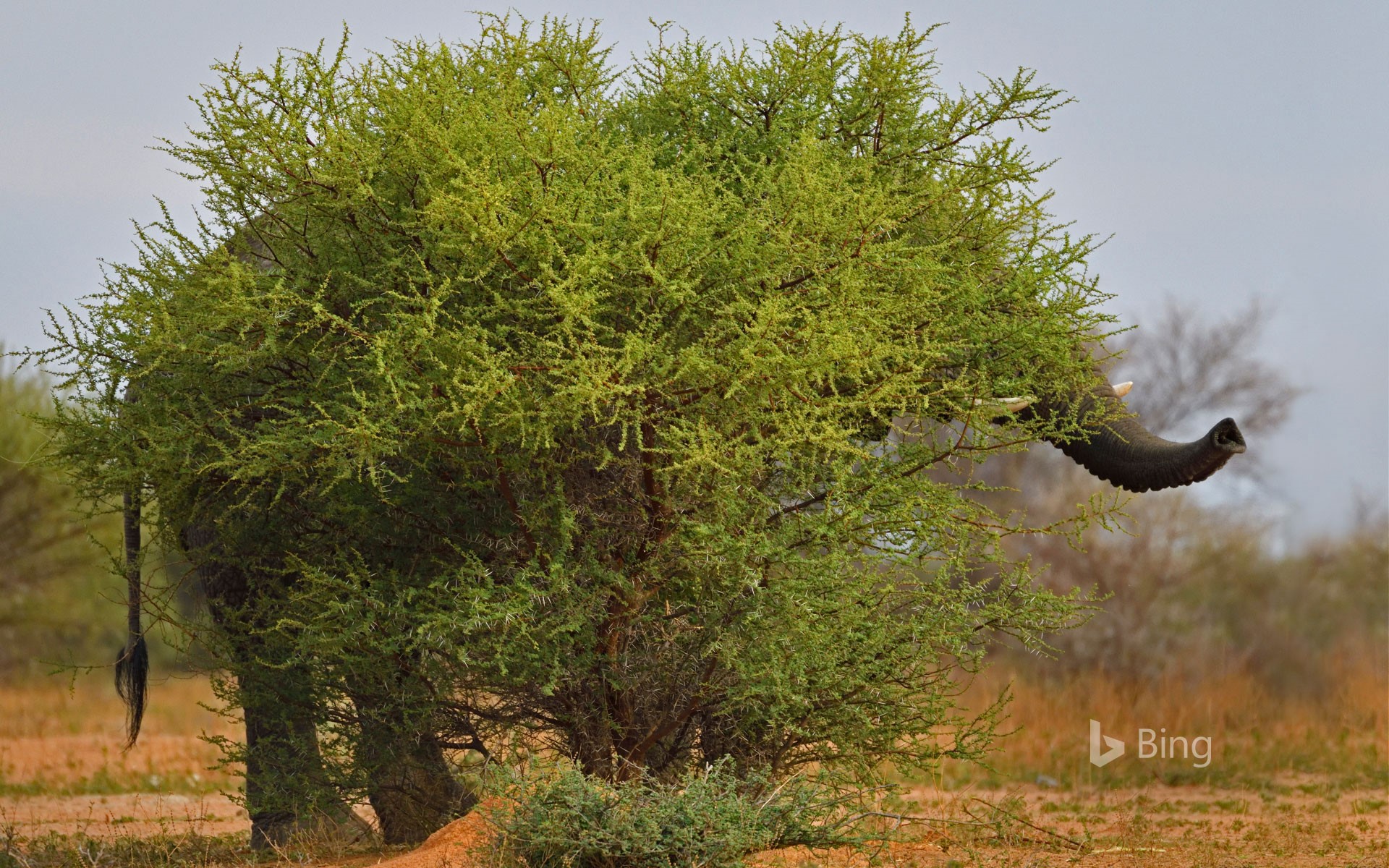 Elephant (Loxodonta laprofolis) in stealth stance, Marakele National Park, Limpopo, South Africa