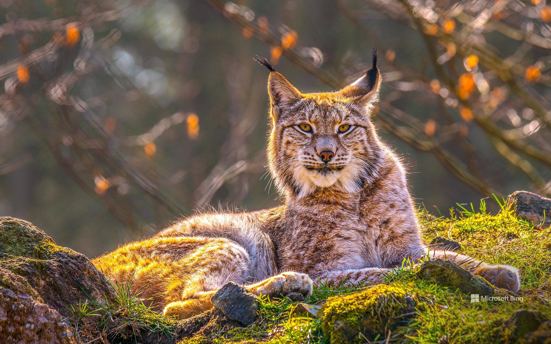 Eurasian lynx, Siberia