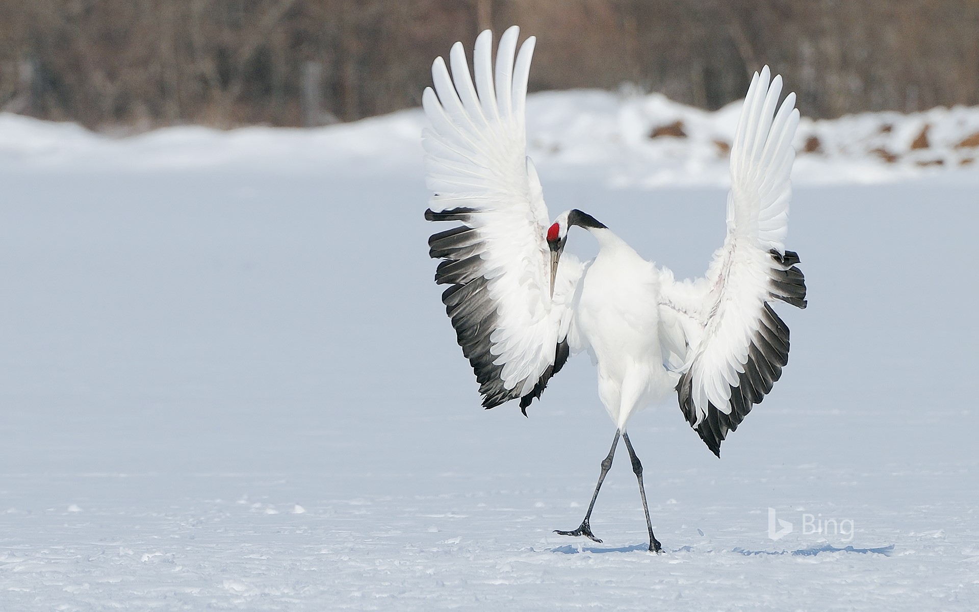 "One" Red-crowned Crane