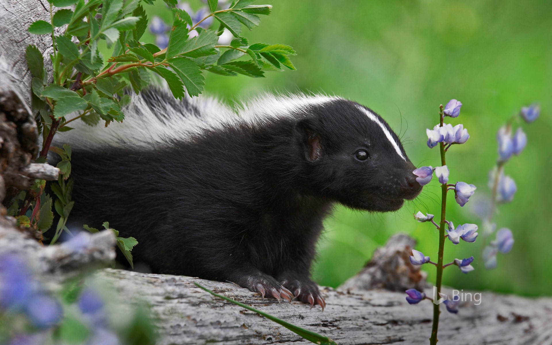 Striped skunk kit smelling a wildflower