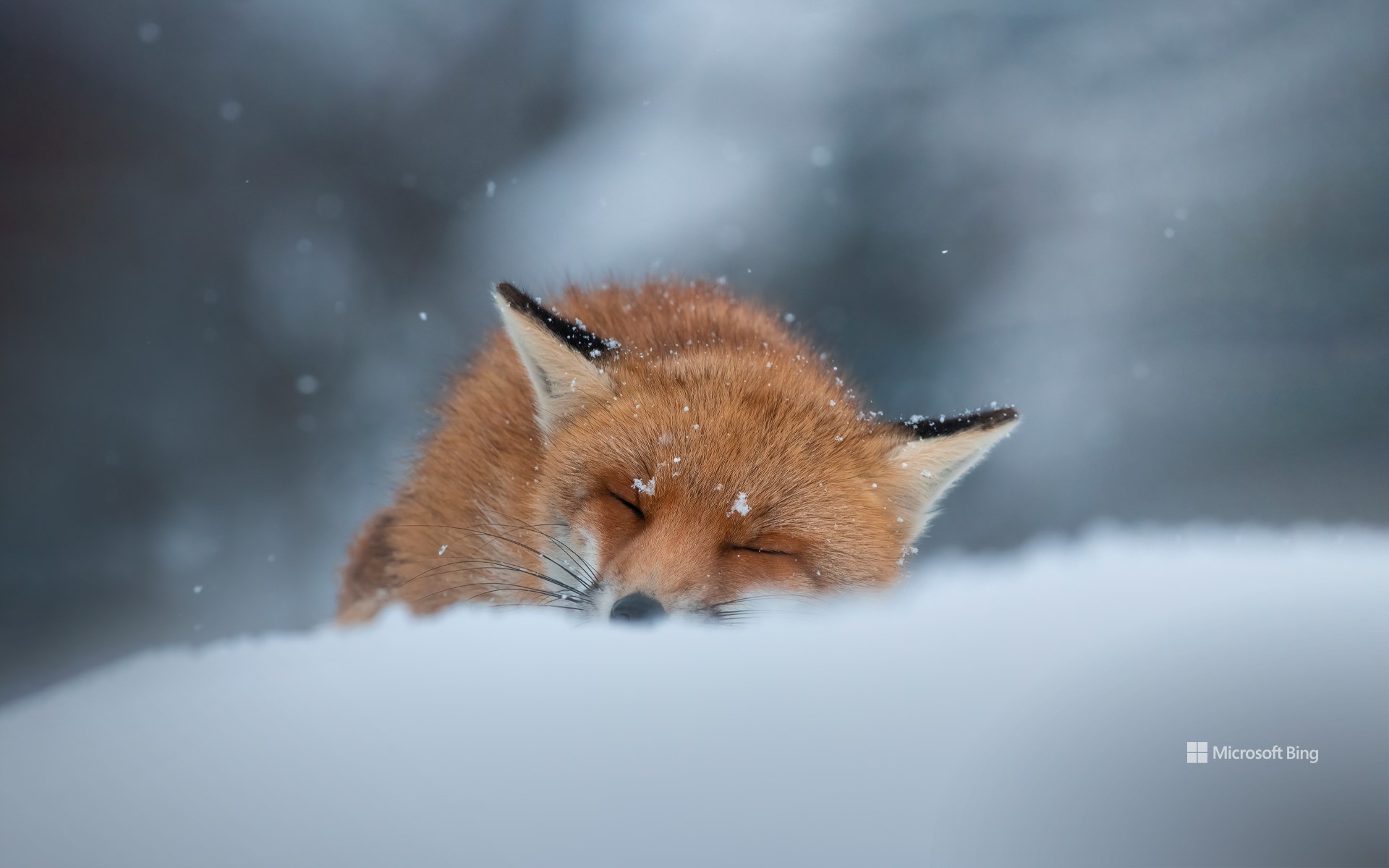Red fox sleeping in the snow, Abruzzo, Italy
