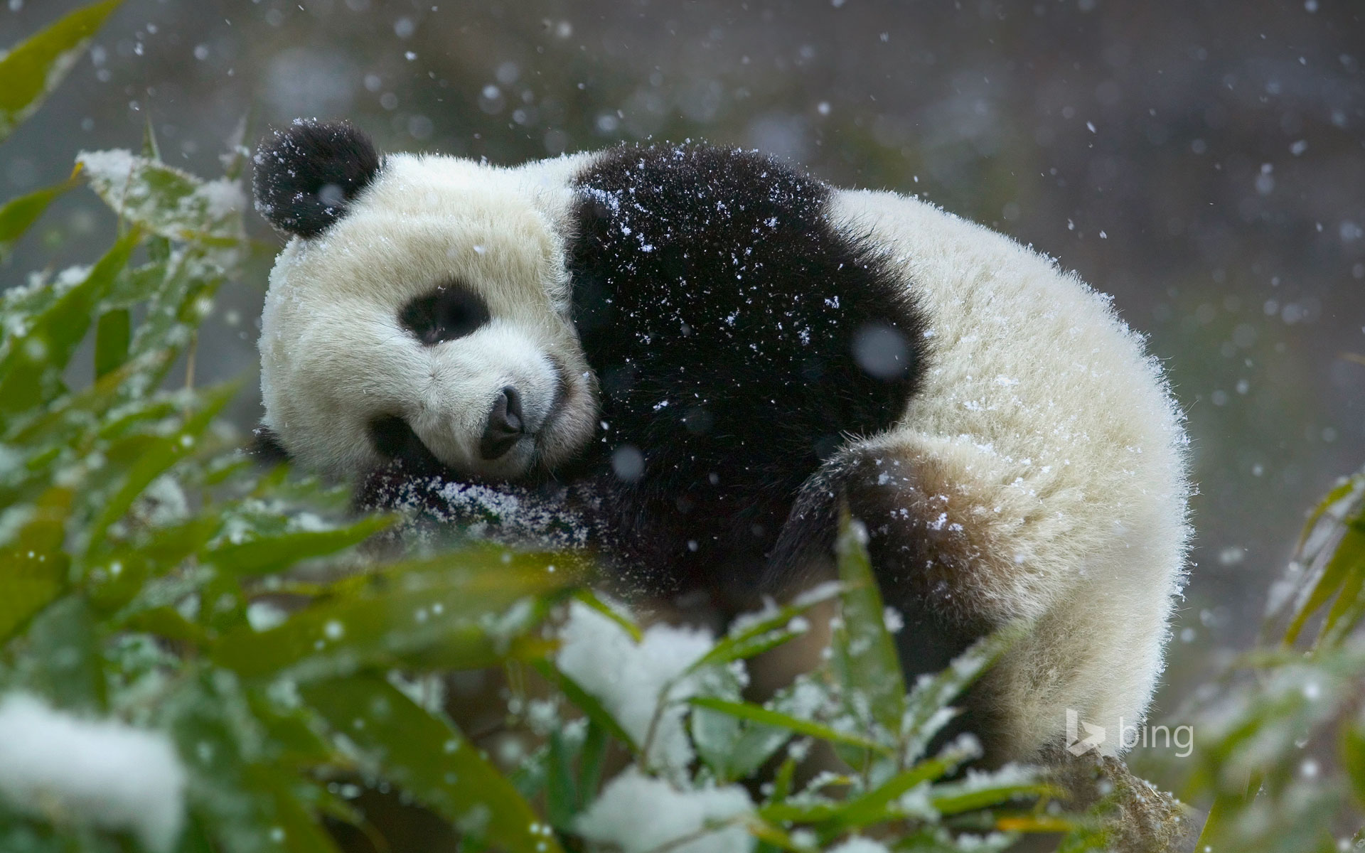 Giant panda cub, Wolong National Nature Reserve, Sichuan province, China