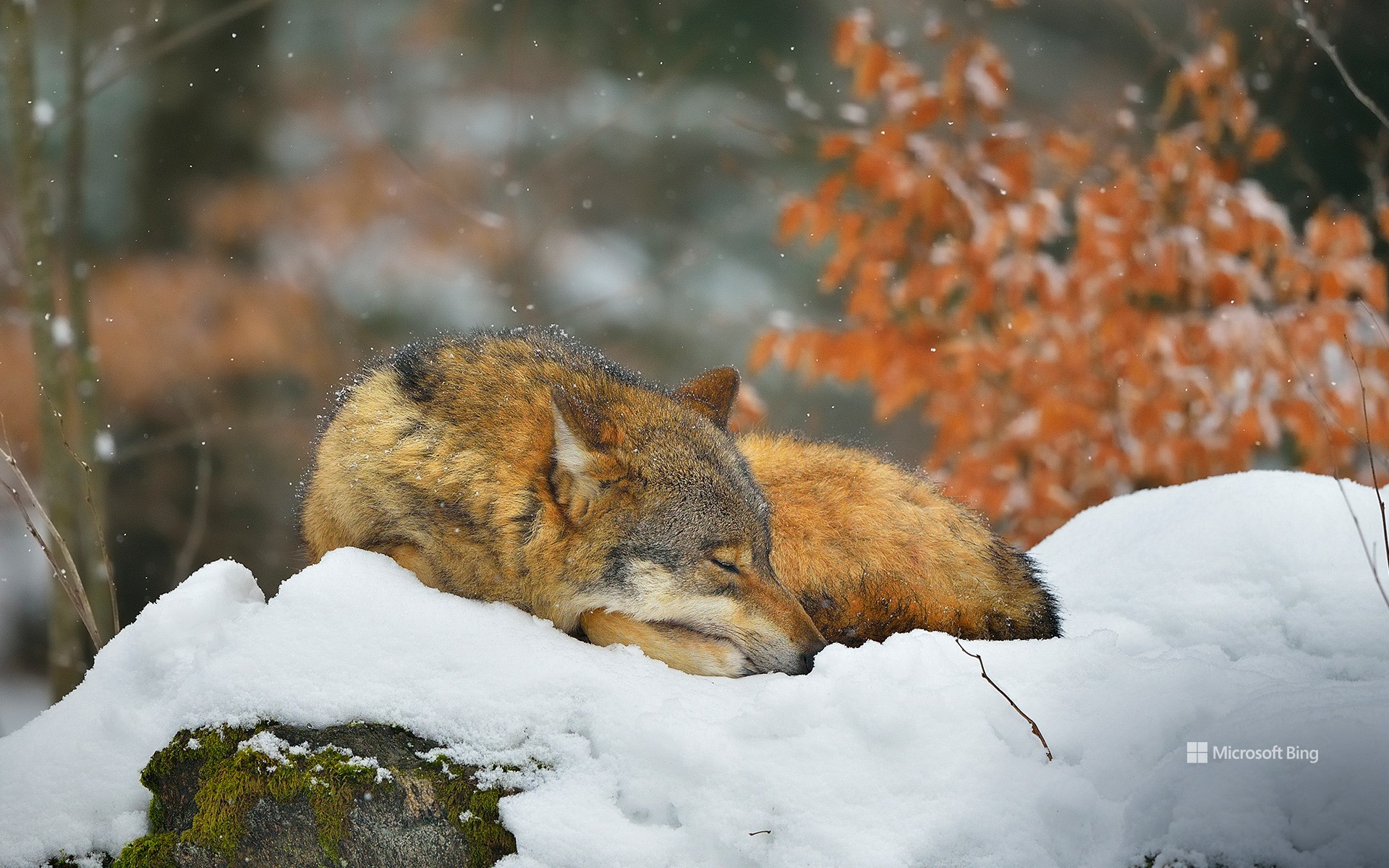 Sleeping wolf in Bavarian Forest National Park, Germany