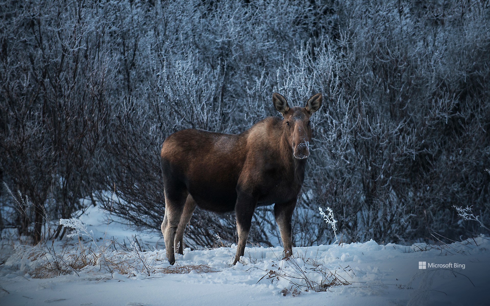 Female moose, Denali National Park, Alaska, USA - Bing Wallpapers ...