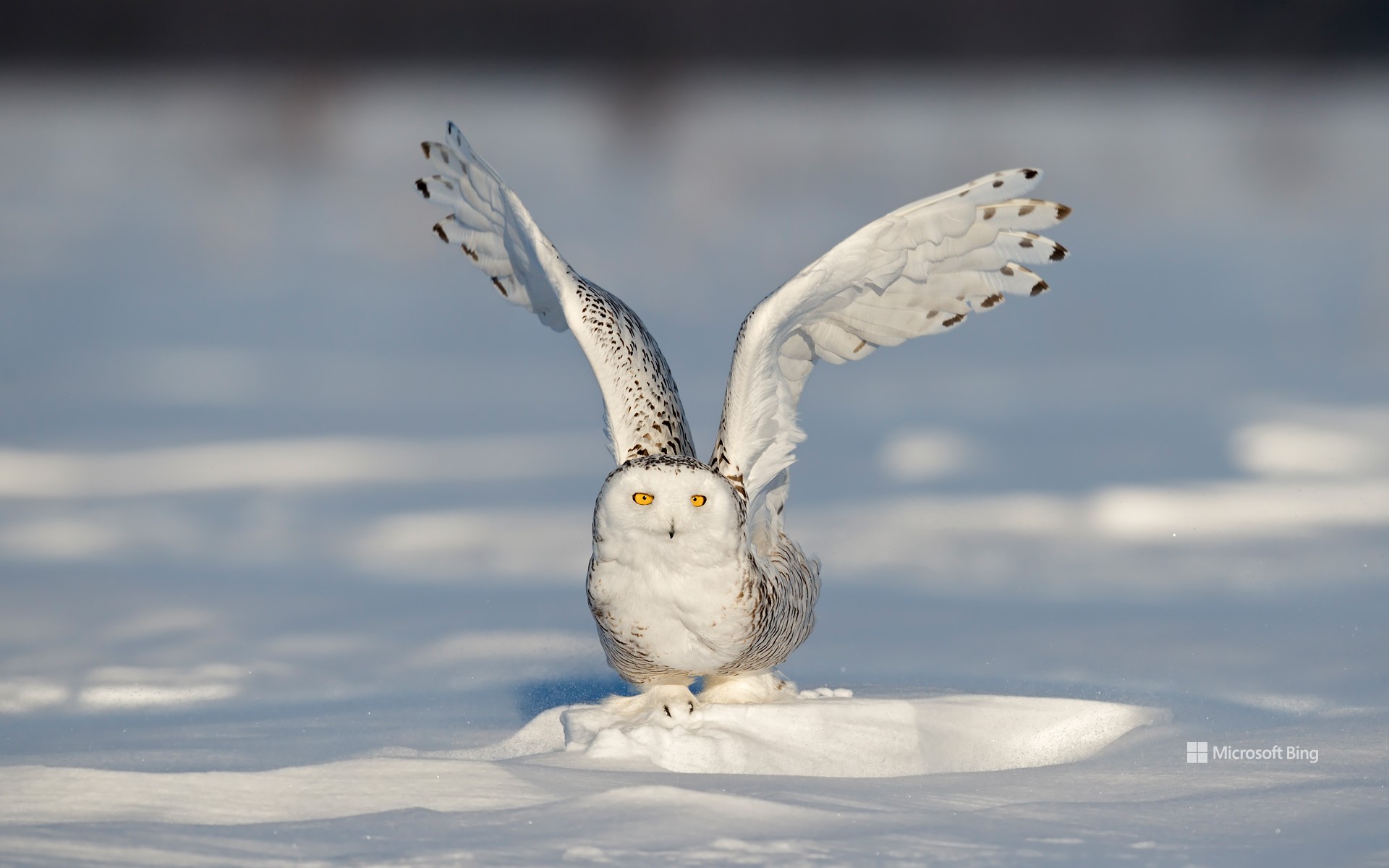 A snowy owl on the icy field, Quebec City, Canada