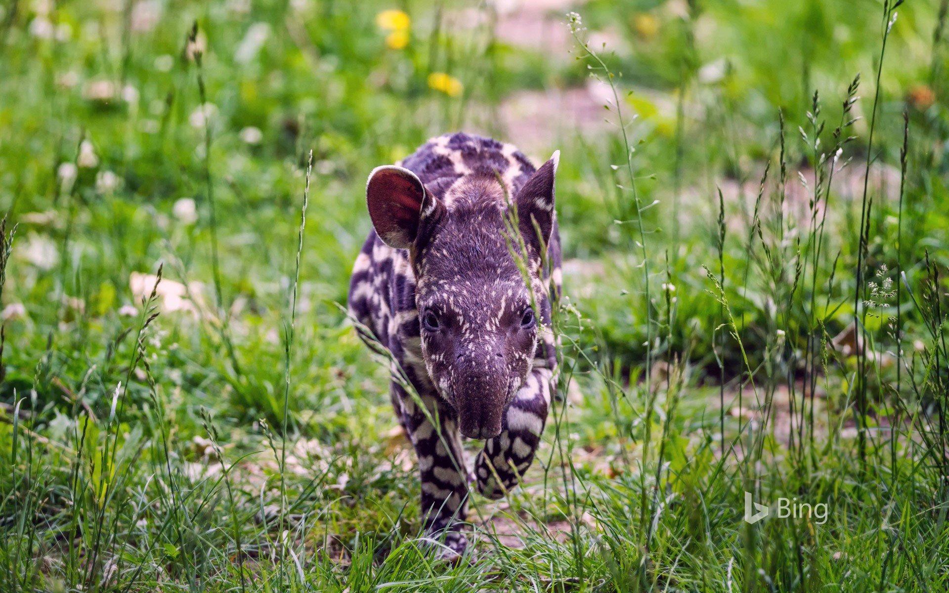 South American tapir calf trots through the grass