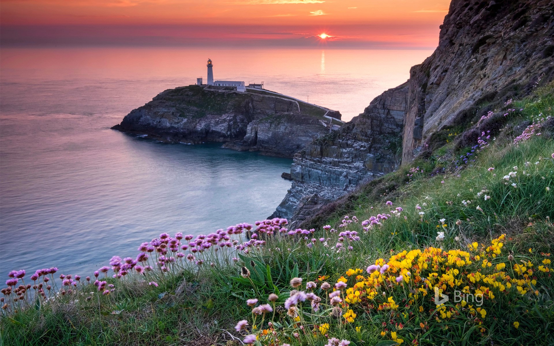 South Stack Lighthouse and coastal wildflowers at sunset, Anglesey